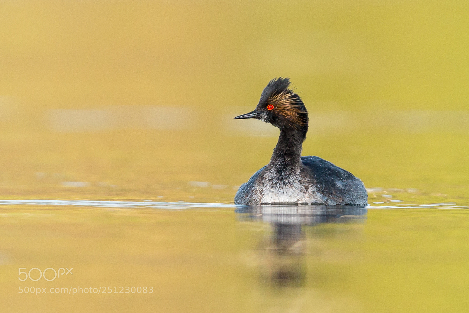Canon EOS-1D X sample photo. Eared grebe in sunset photography