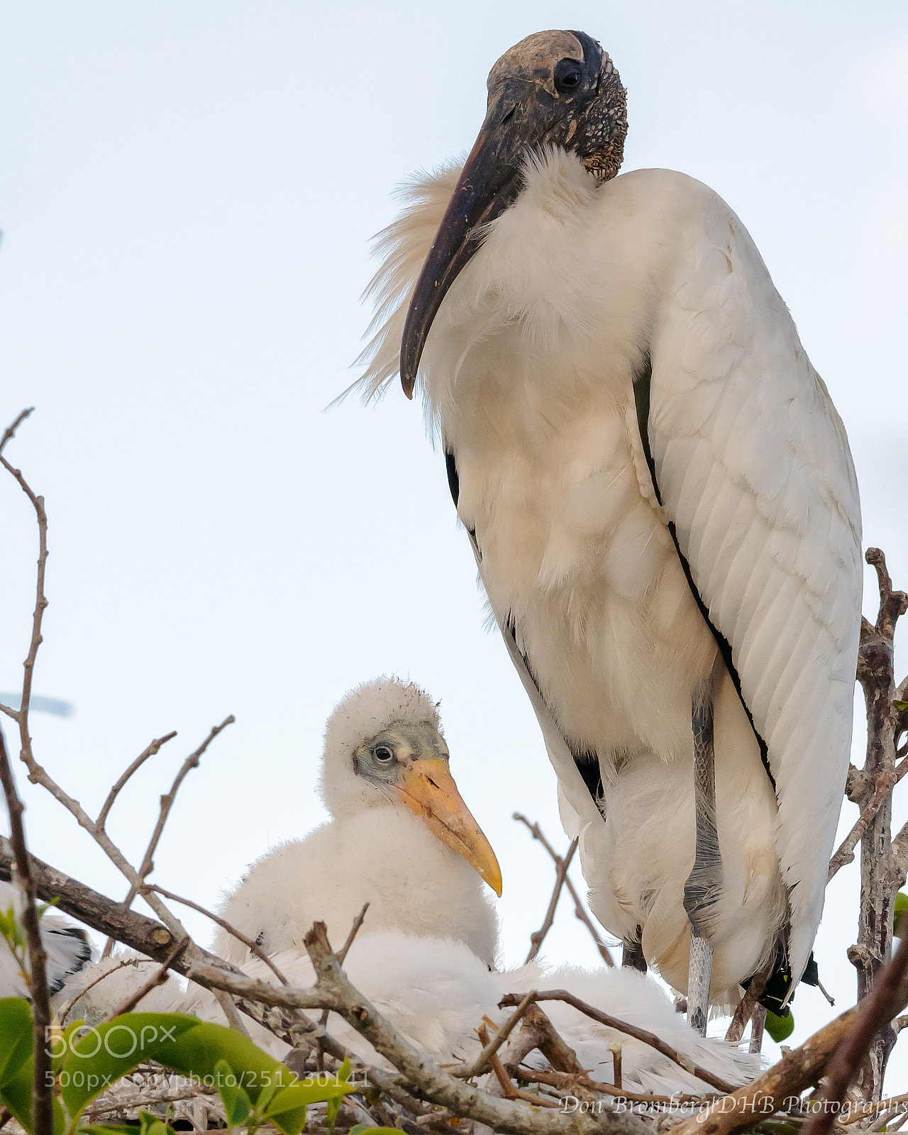 Nikon D300S sample photo. Wood stork and chick 1 photography