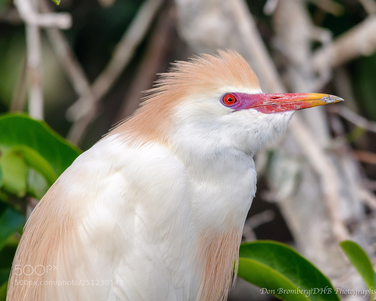 Nikon D300S sample photo. Breeding cattle egret 1 photography