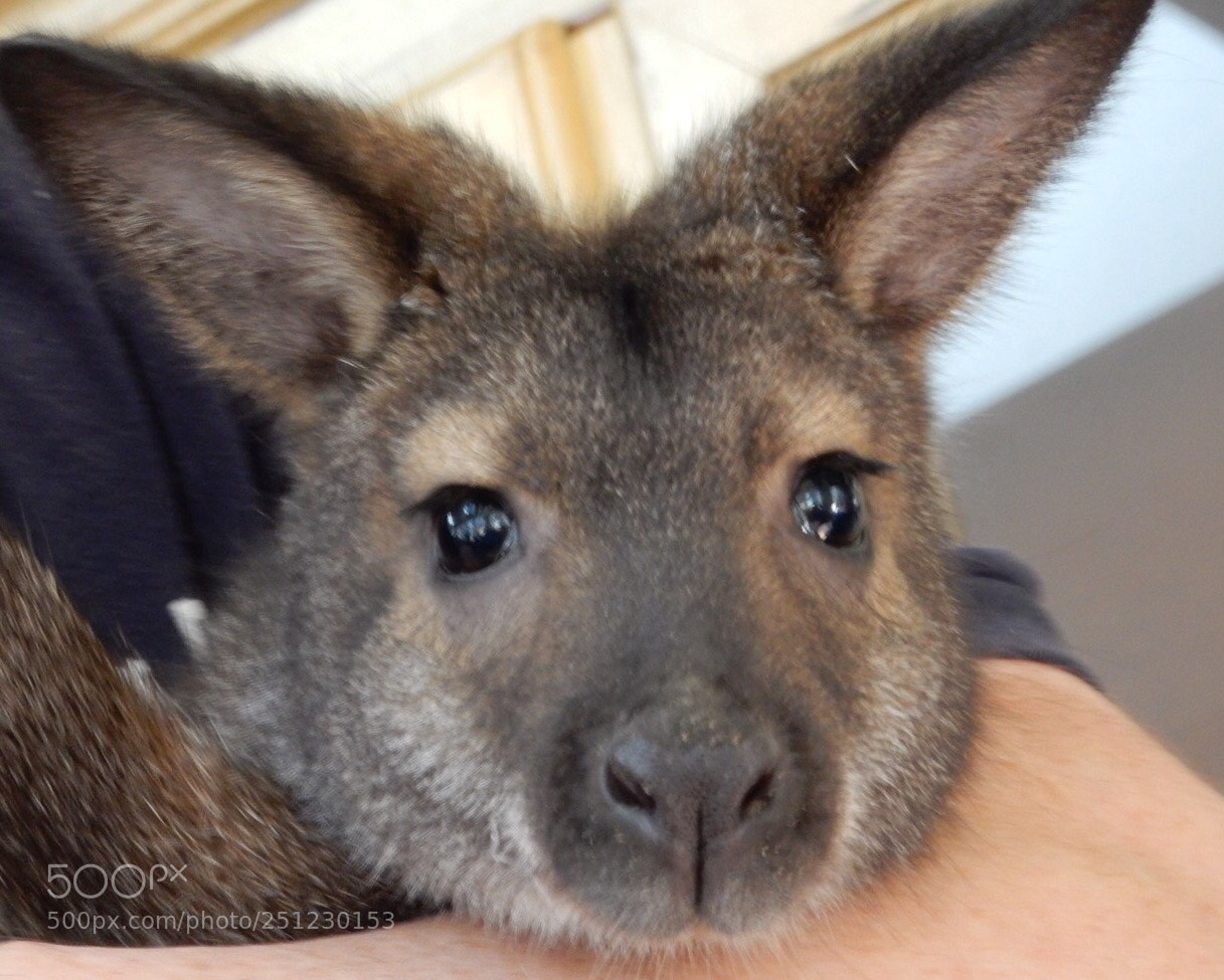 Nikon Coolpix S9900 sample photo. Wallaby photography