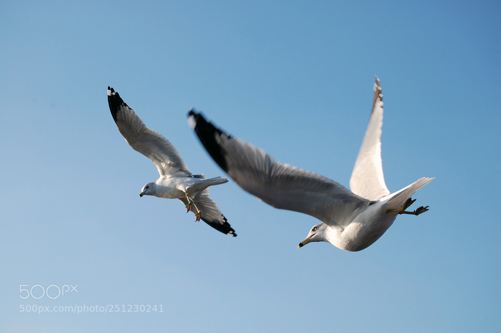 Nikon D40 sample photo. Flight of freedom photography