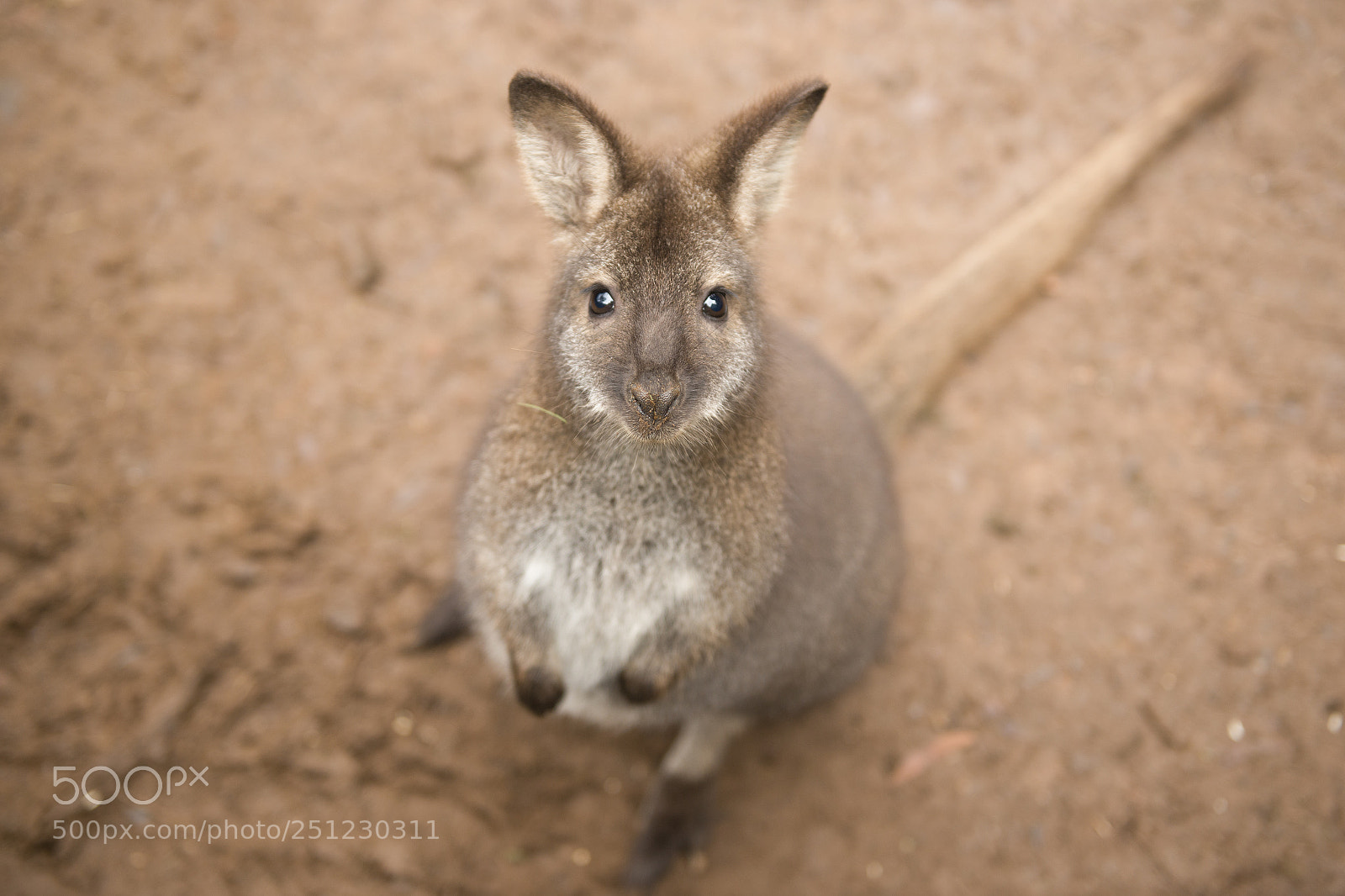 Nikon D800 sample photo. Wallaby outside by itself photography