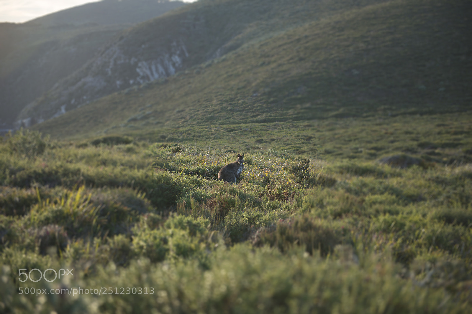Nikon D800 sample photo. Wallaby outside by itself photography