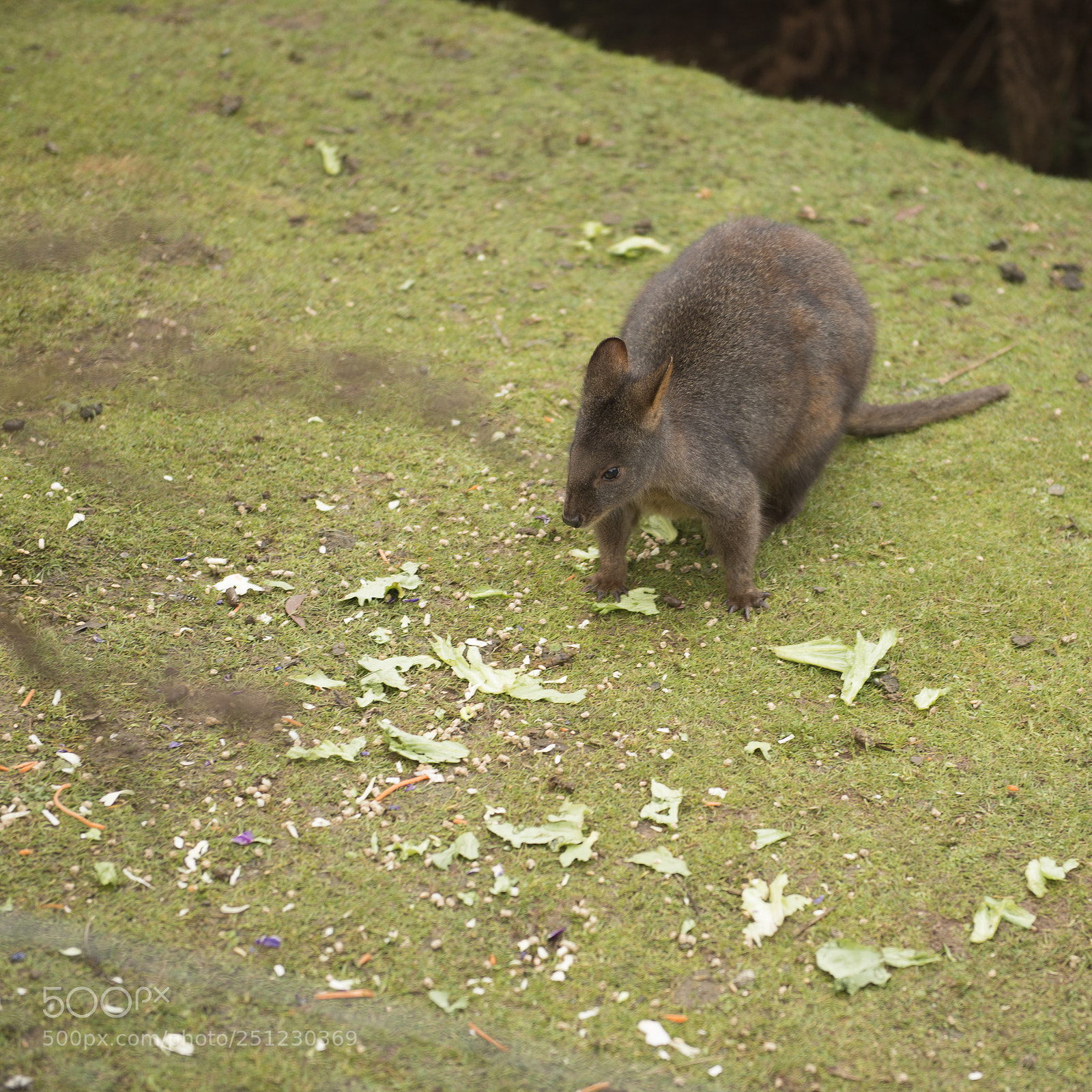 Nikon D800 sample photo. Wallaby outside by itself photography