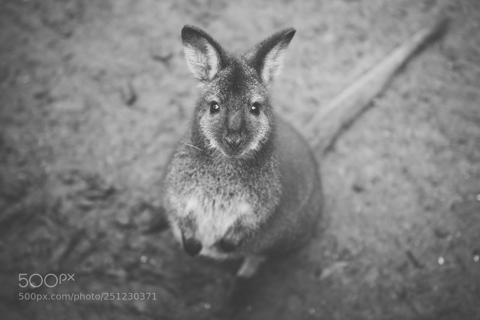 Nikon D800 sample photo. Wallaby outside by itself photography