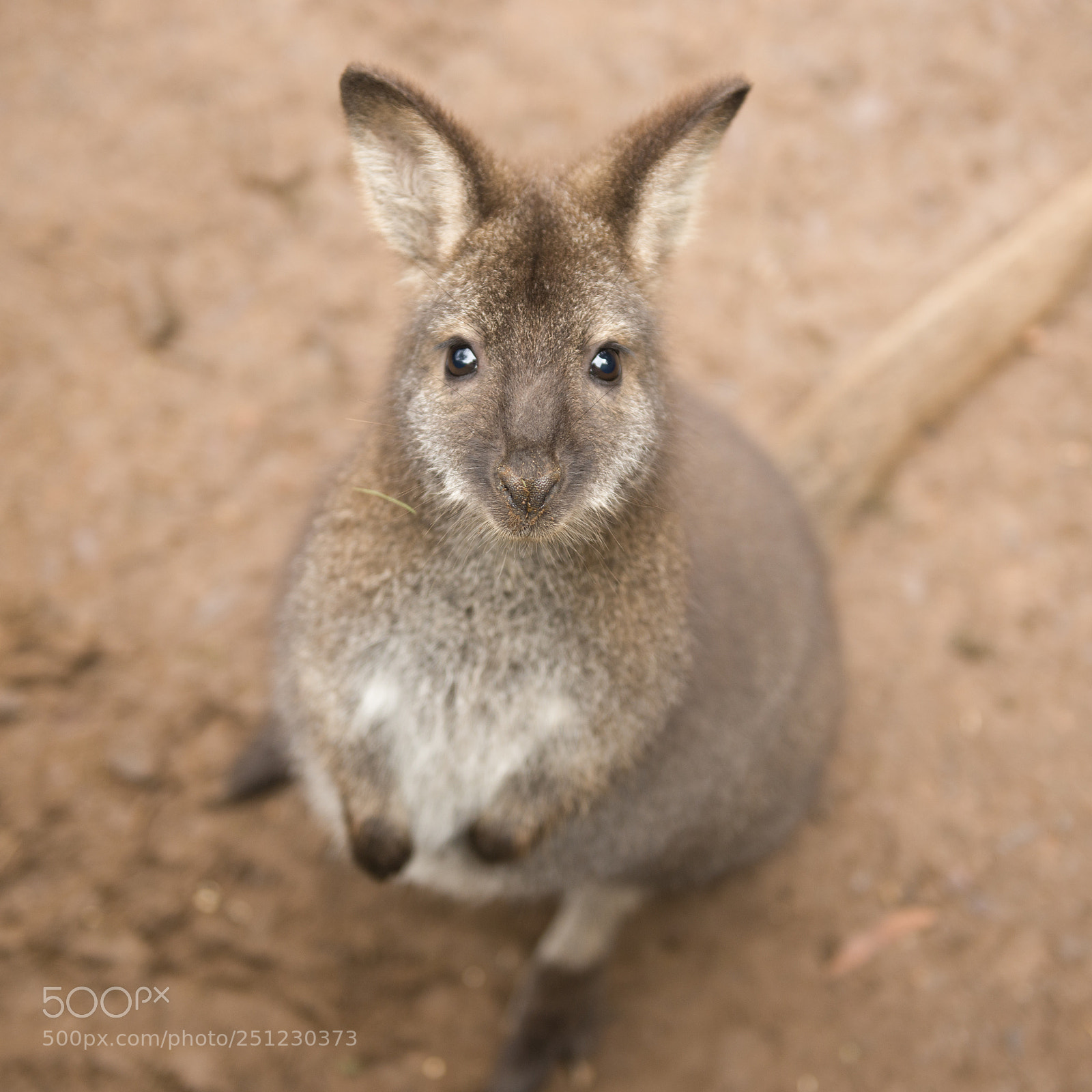 Nikon D800 sample photo. Wallaby outside by itself photography