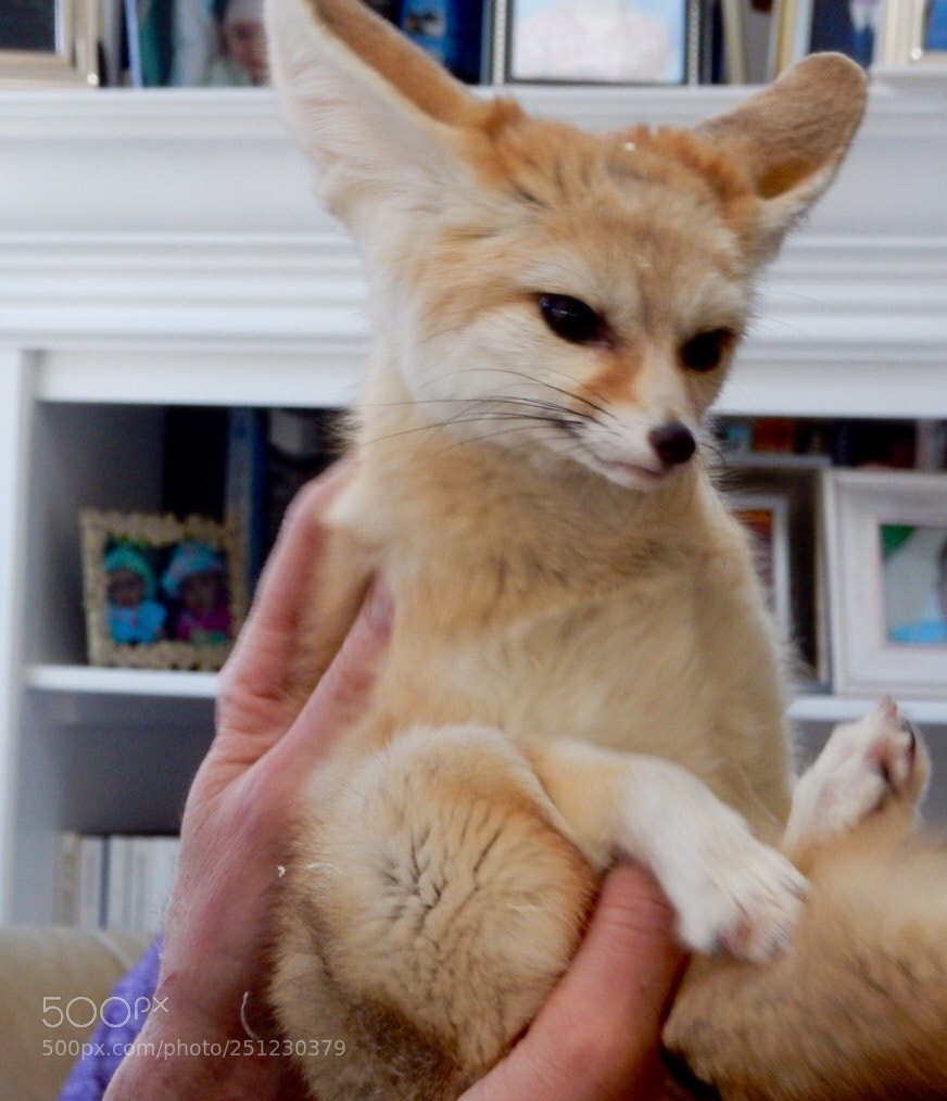 Nikon Coolpix S9900 sample photo. Fennec fox photography