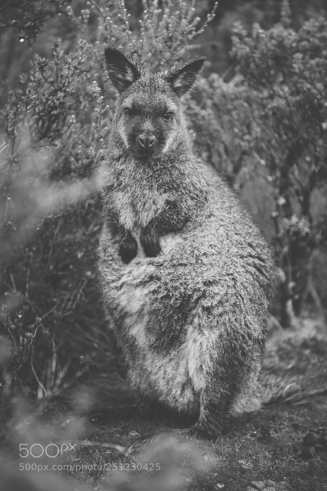 Nikon D800 sample photo. Wallaby outside by itself photography