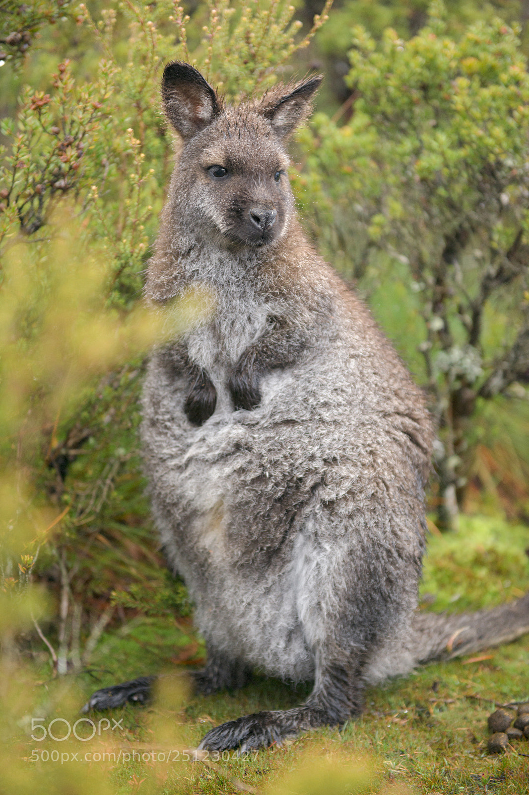 Nikon D800 sample photo. Wallaby outside by itself photography