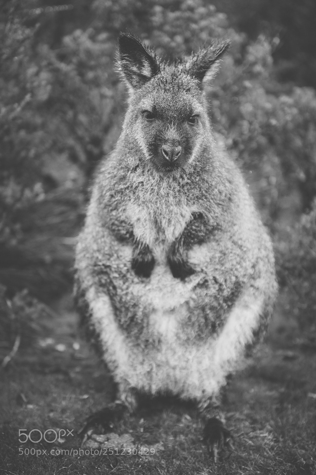 Nikon D800 sample photo. Wallaby outside by itself photography
