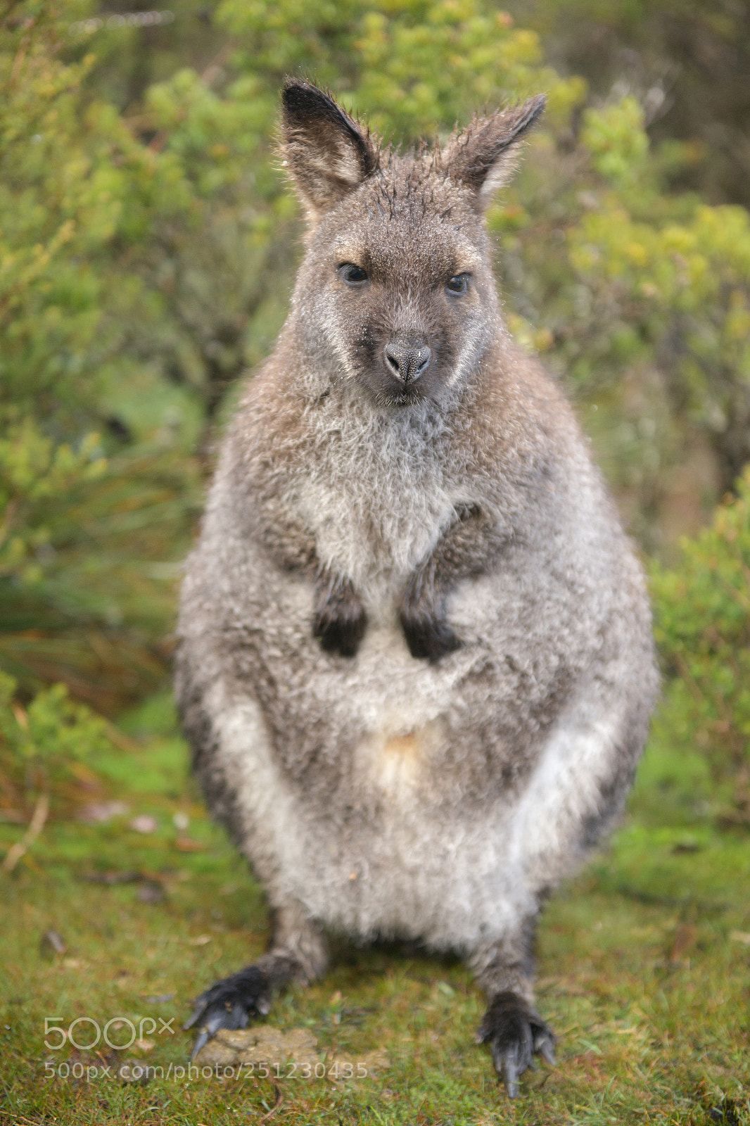 Nikon D800 sample photo. Wallaby outside by itself photography