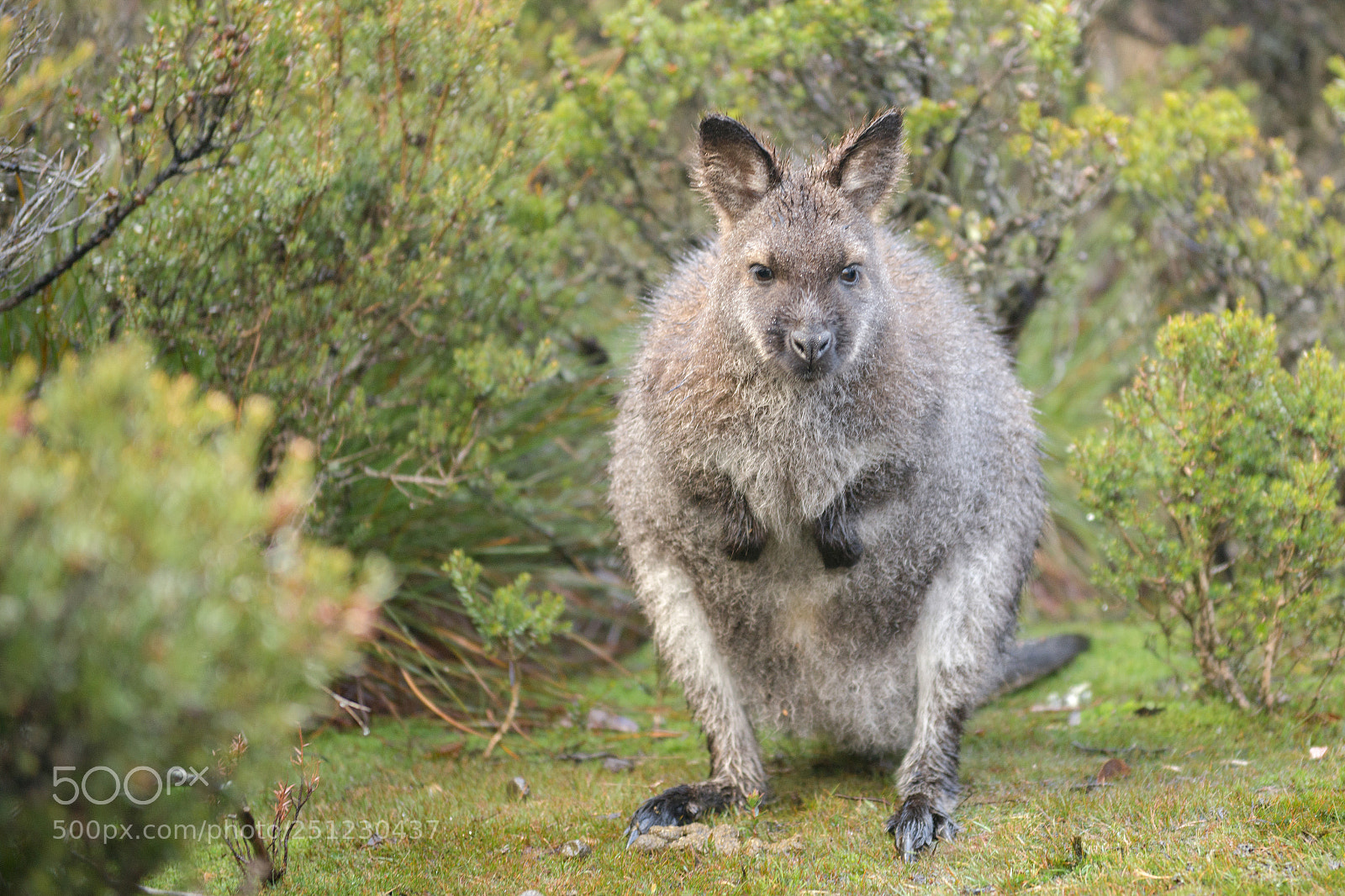 Nikon D800 sample photo. Wallaby outside by itself photography