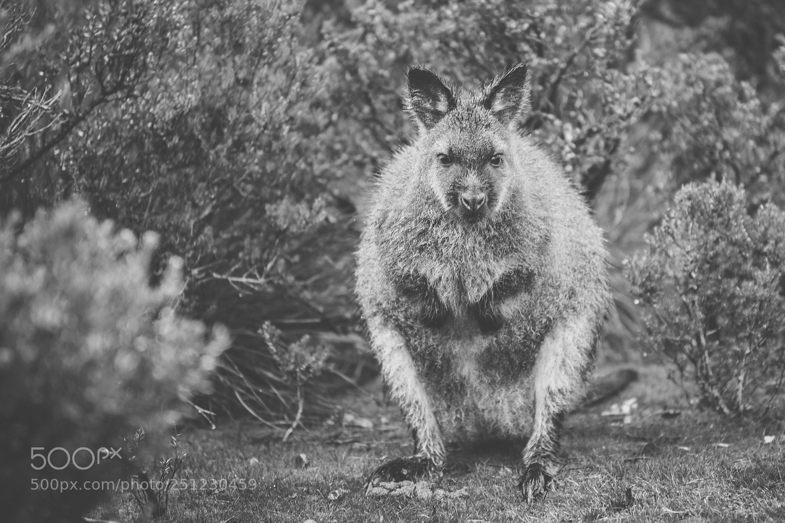 Nikon D800 sample photo. Wallaby outside by itself photography