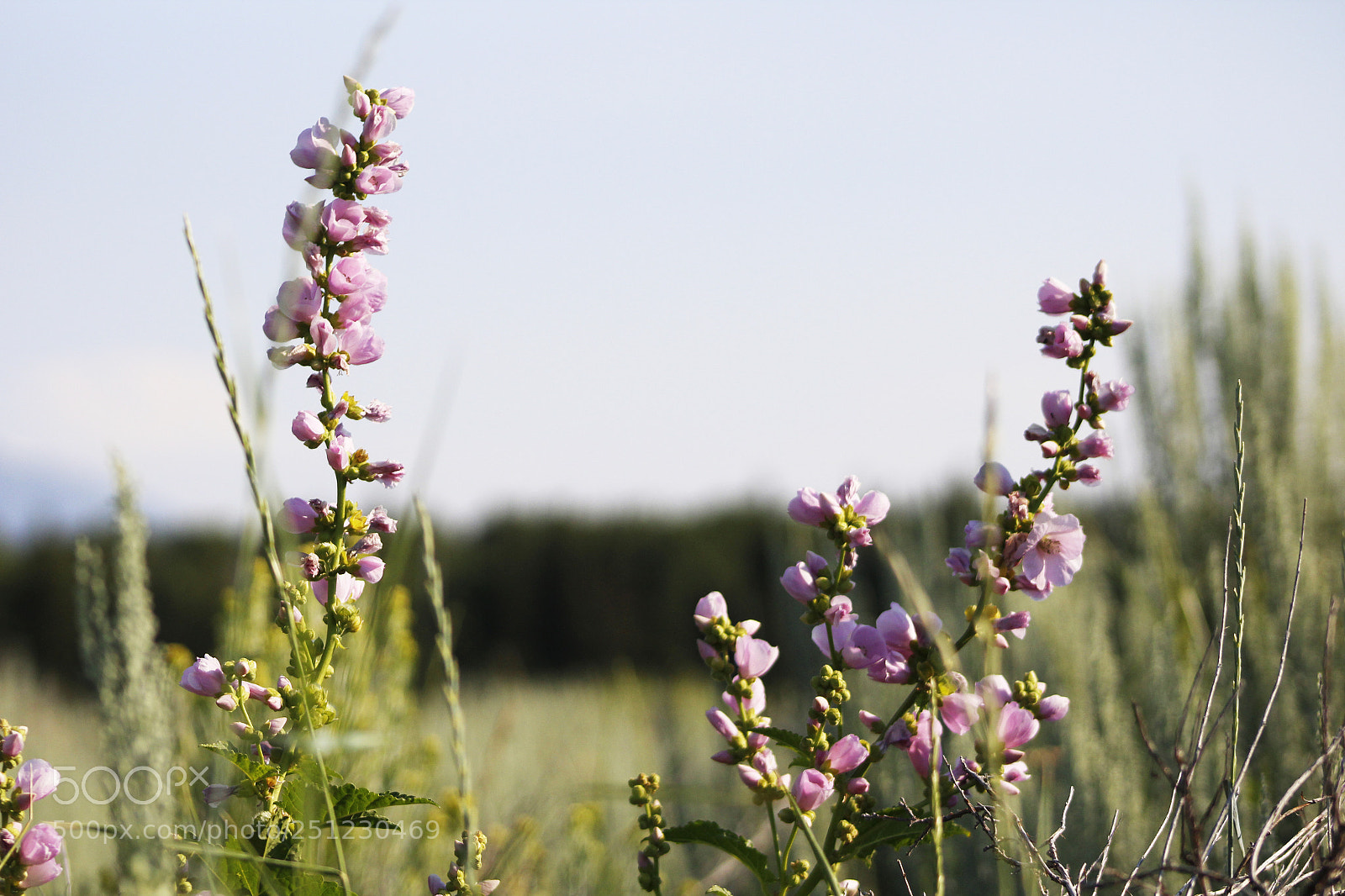 Canon EOS 1200D (EOS Rebel T5 / EOS Kiss X70 / EOS Hi) sample photo. Pink wildflowers photography