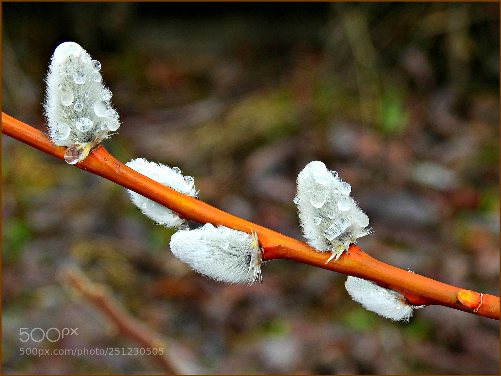 Nikon Coolpix P900 sample photo. Finally spring is here! photography