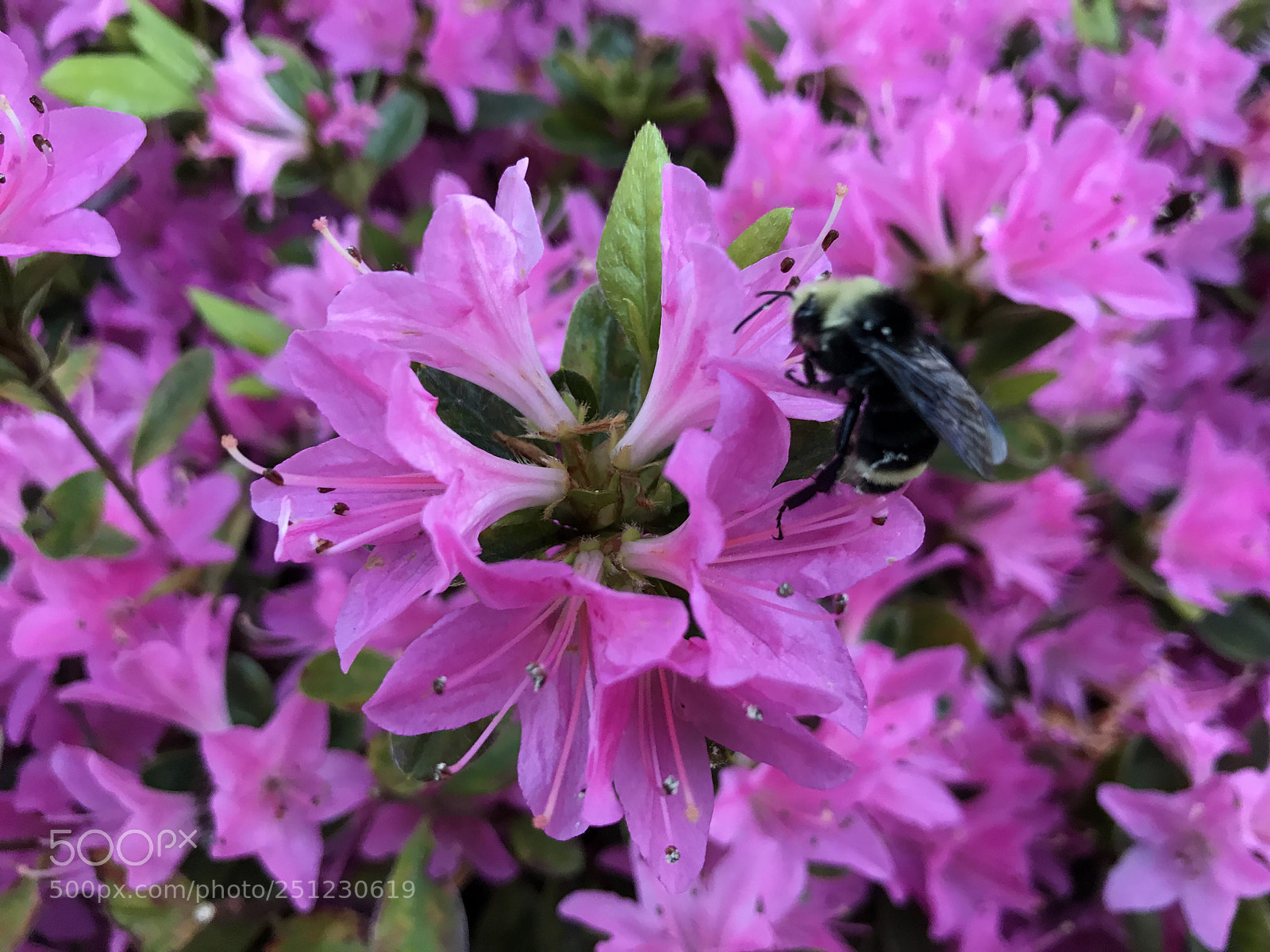 Apple iPhone 7 sample photo. Purple flower - bee photography