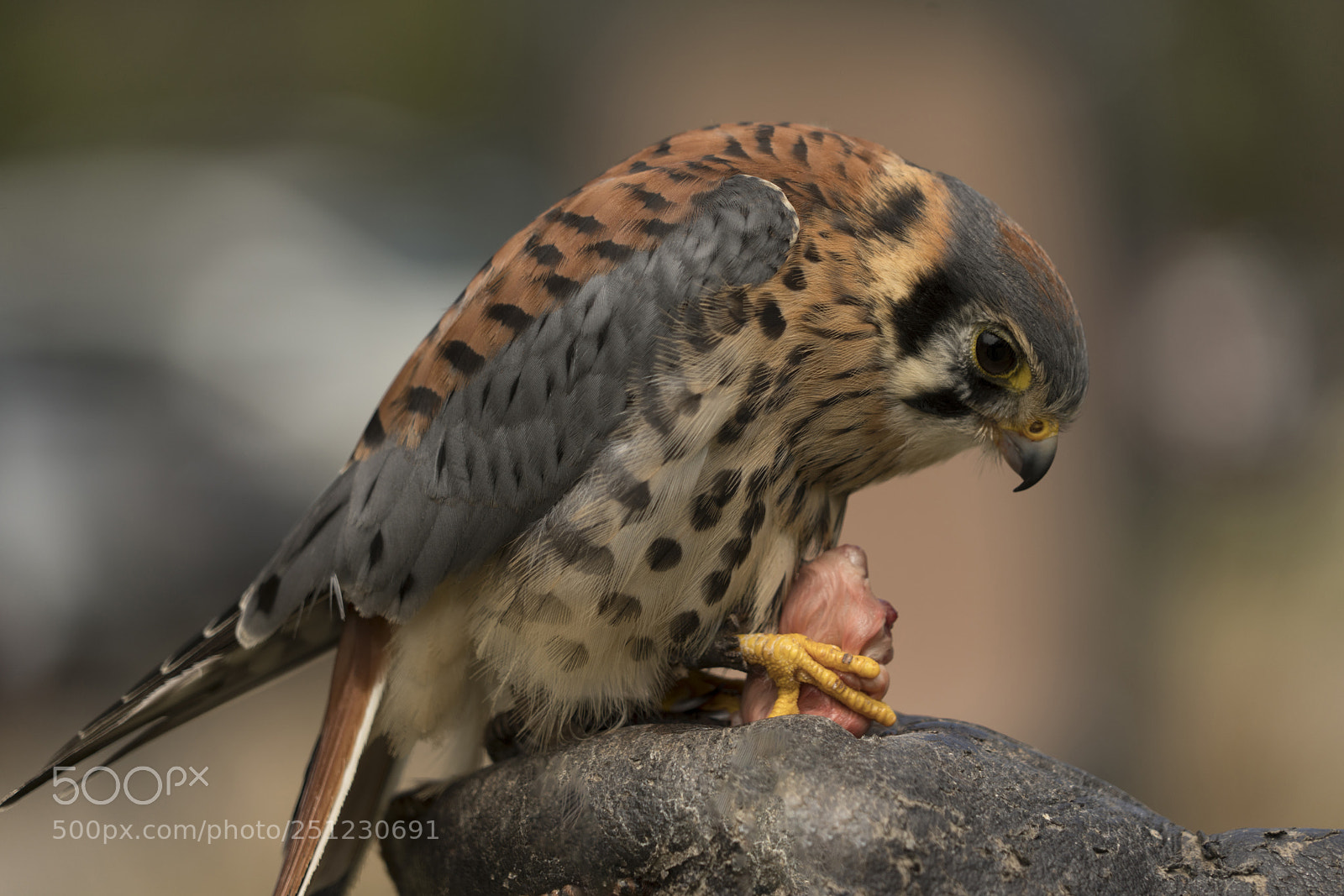 Sony a7R III sample photo. American kestrel photography