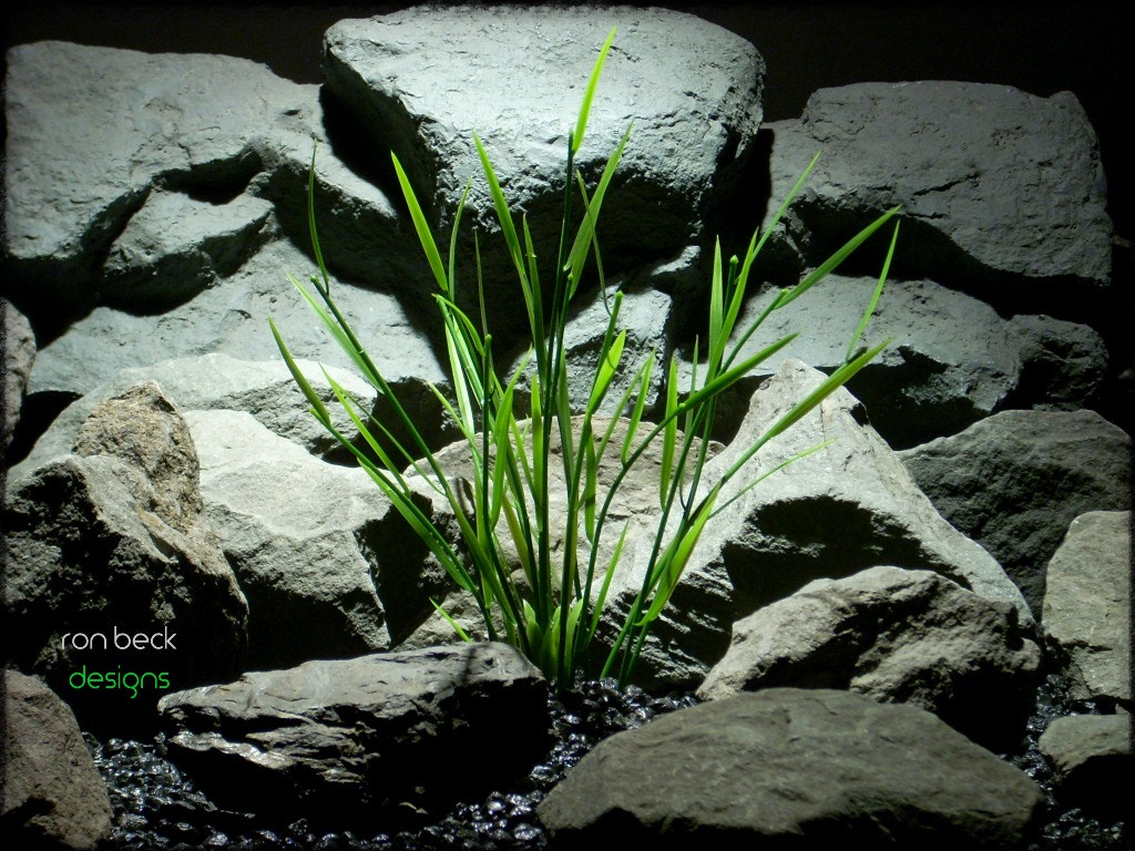 Nikon COOLPIX L11 sample photo. Aquarium plants bamboo shoots from ron beck designs pap photography