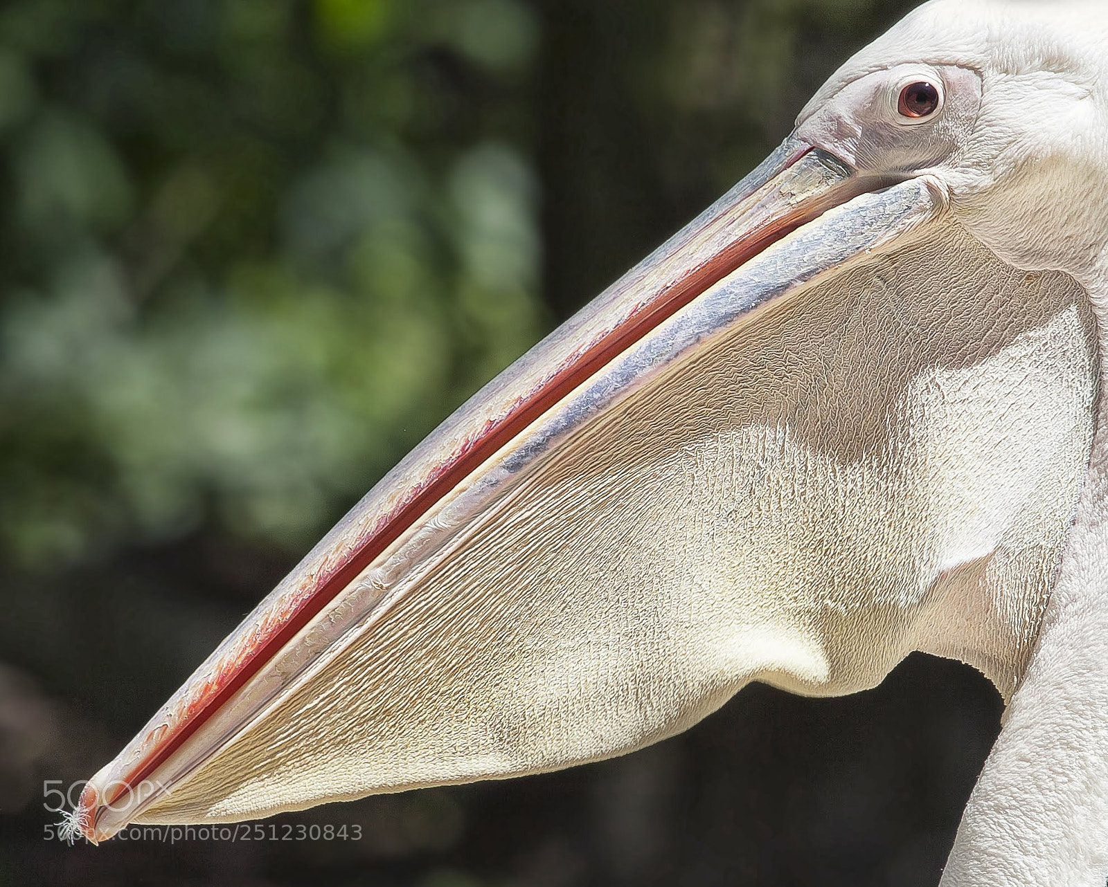 Canon EOS 5D Mark II sample photo. P lican au sac photography