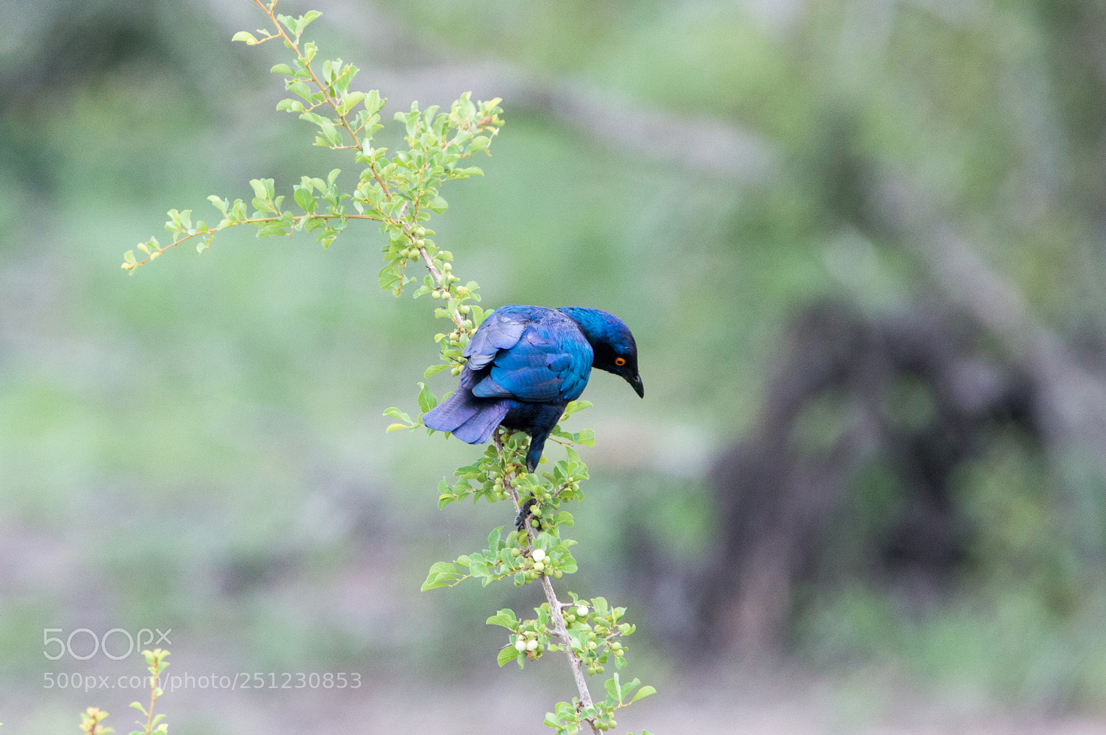 Nikon D3200 sample photo. Lamprotornis nitens photography
