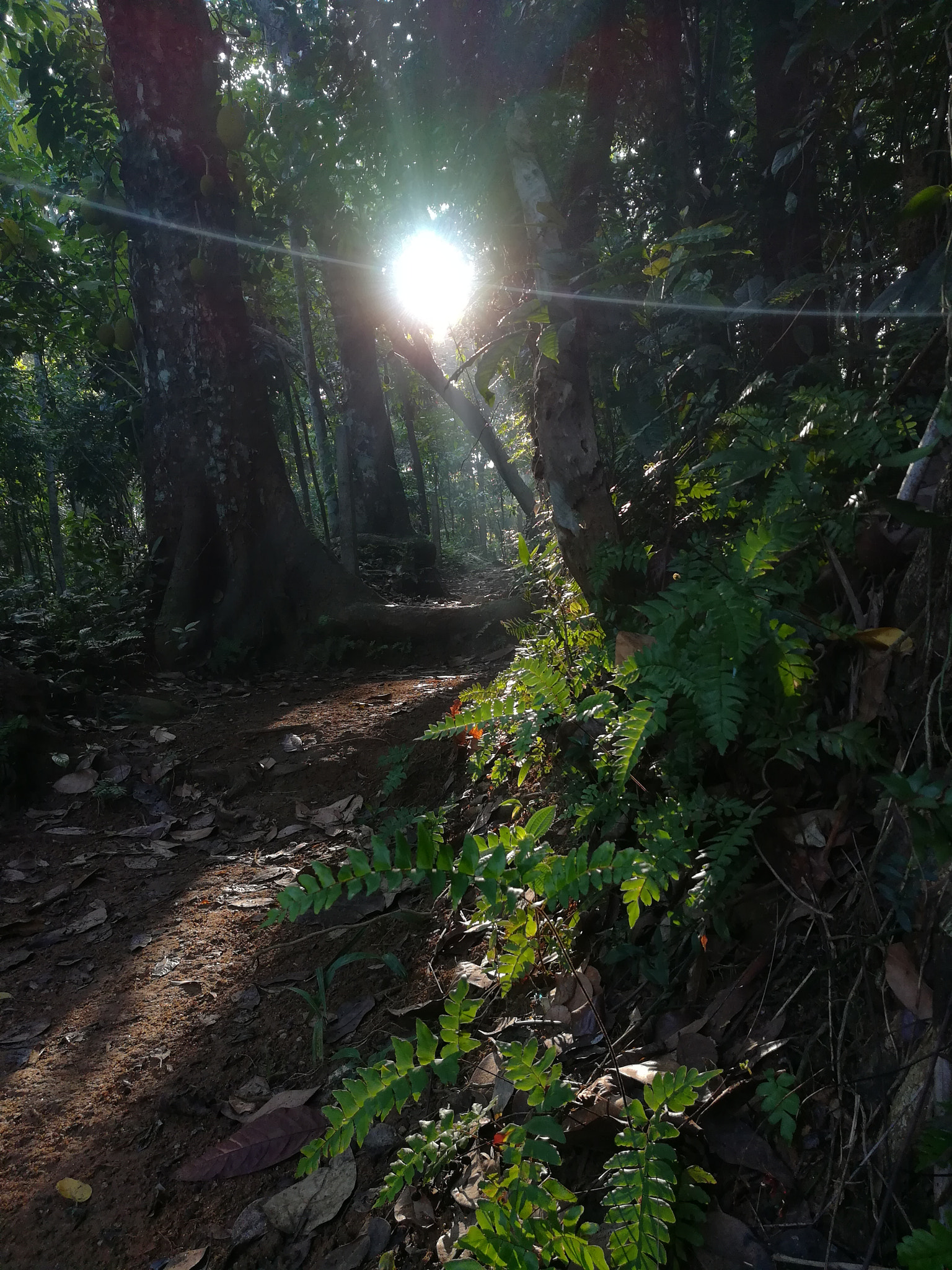 HUAWEI GR5 2017 sample photo. Old road in morning photography