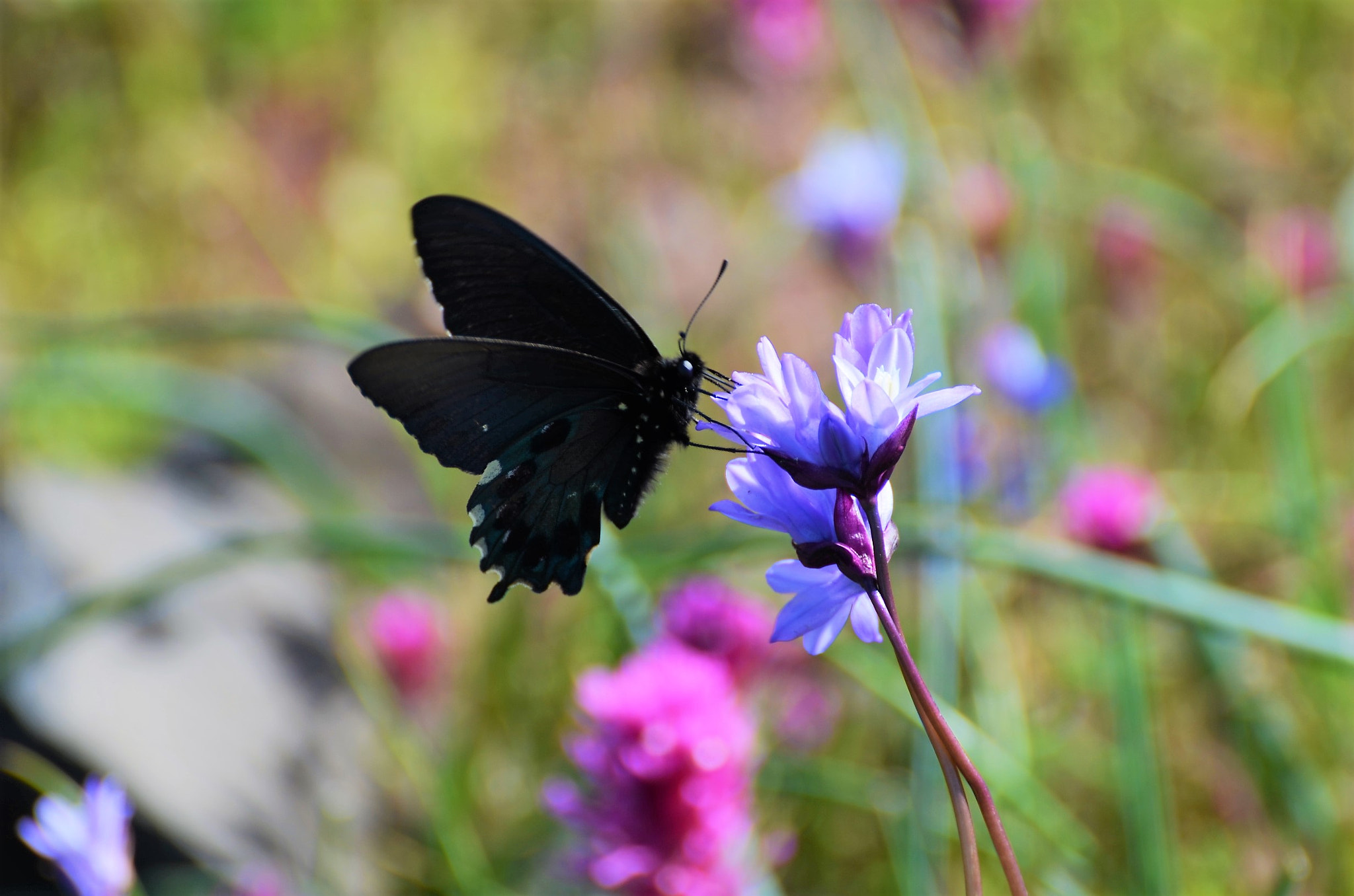 Nikon D5100 sample photo. Butterfly photography