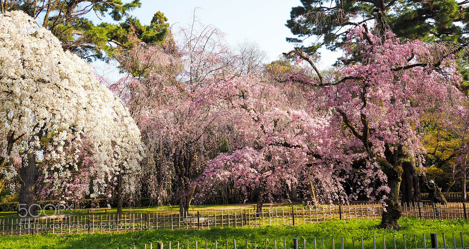 Olympus PEN E-PL7 sample photo. Cherry blossom dance photography