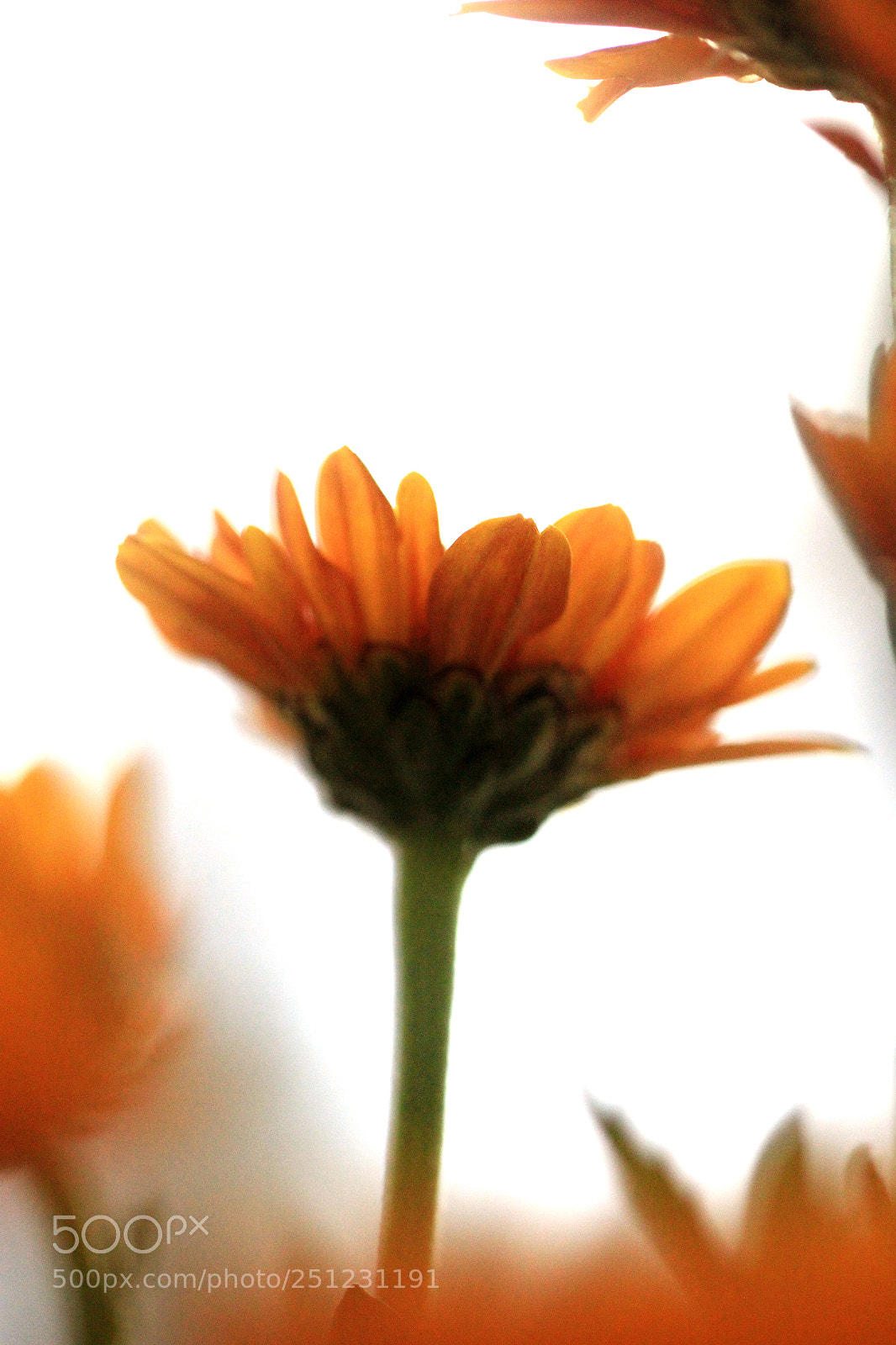 Canon EOS 60D sample photo. Untitled photography