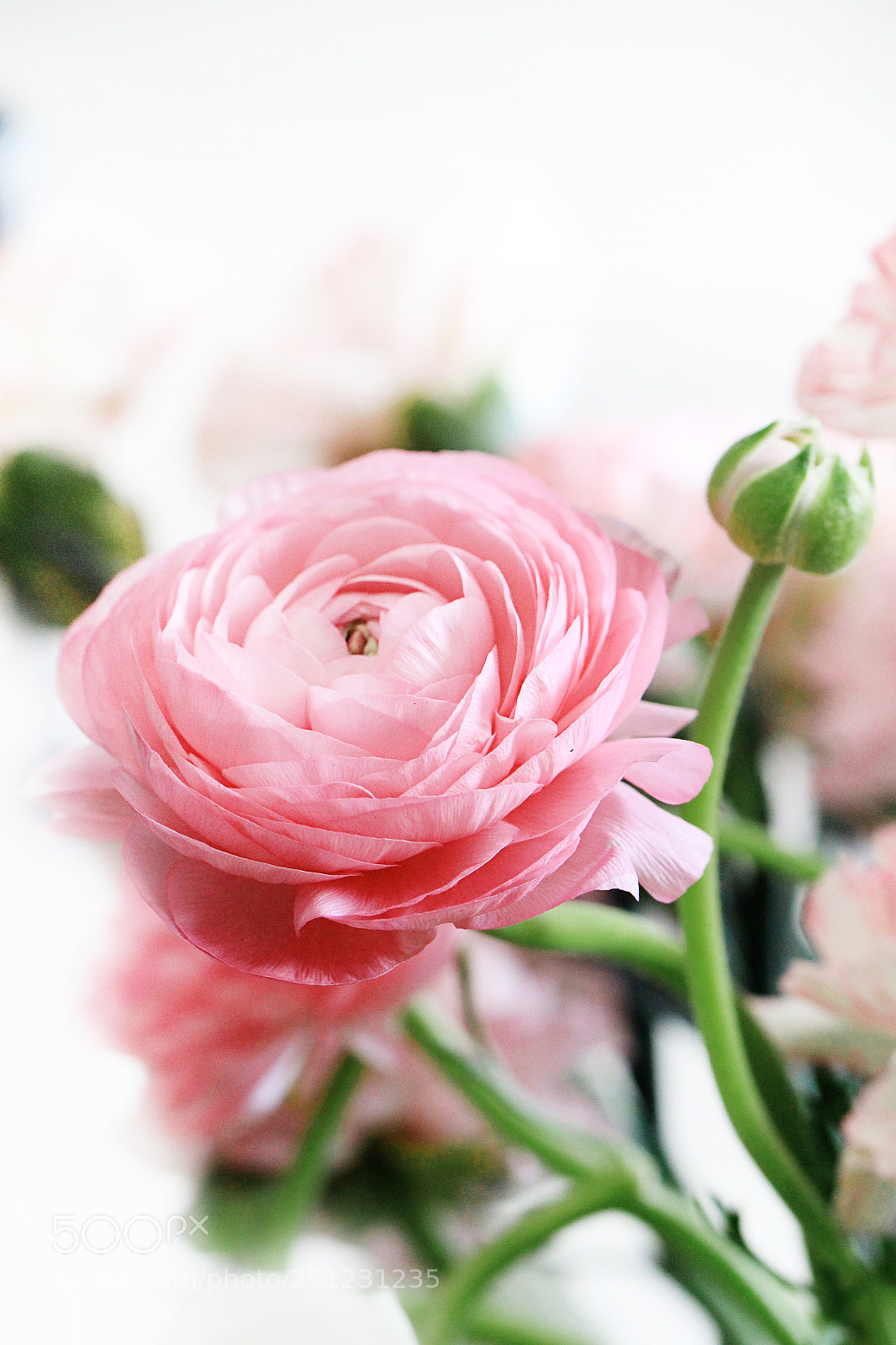 Canon EOS 60D sample photo. Untitled photography