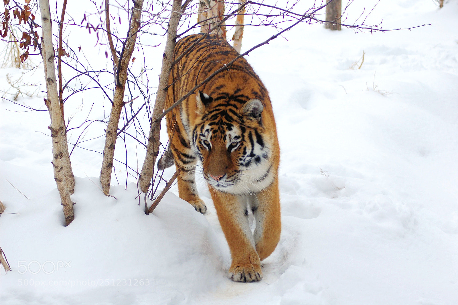 Nikon D40 sample photo. Tigerwalk photography