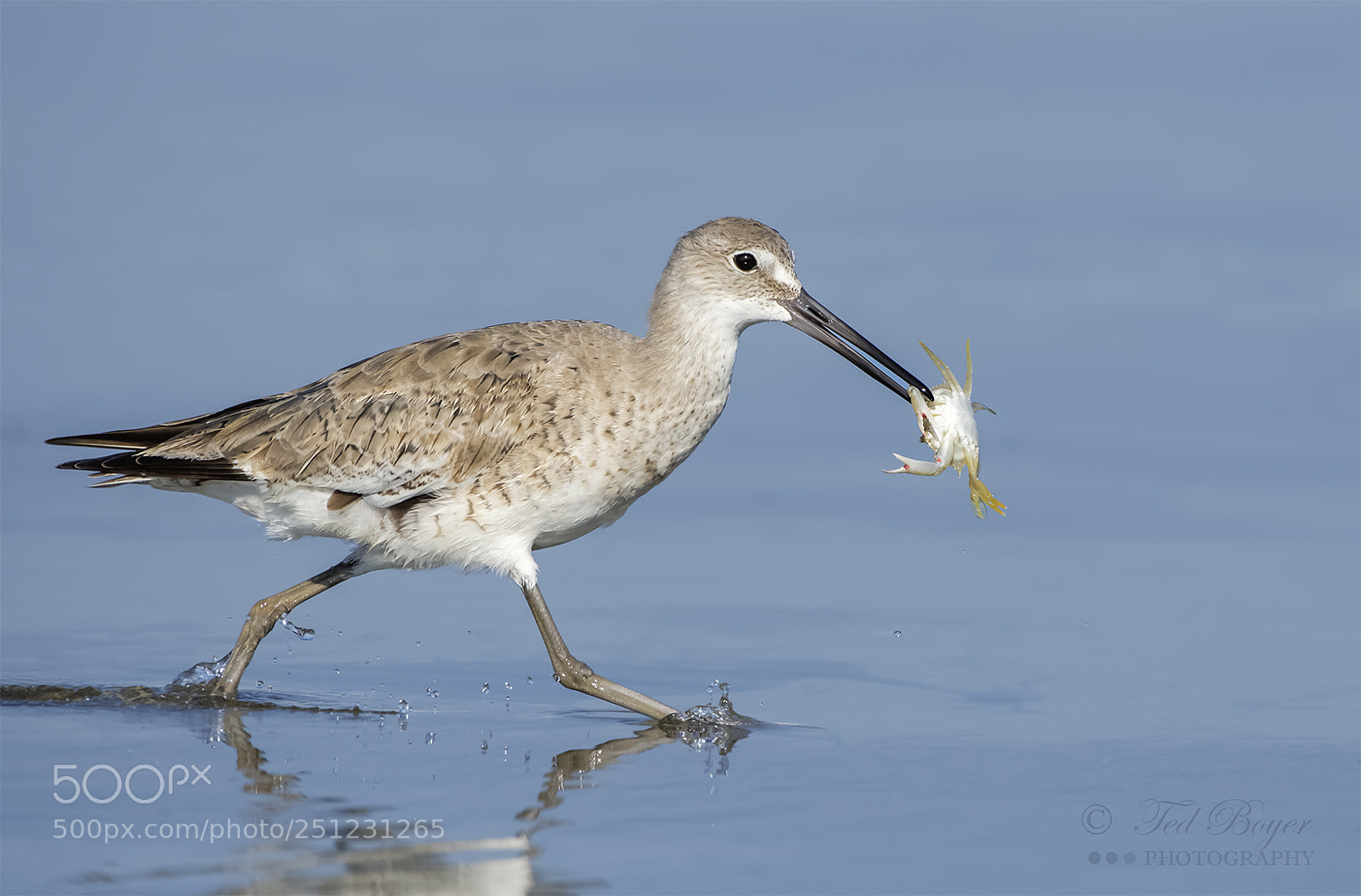 Nikon D500 sample photo. Willet prize photography