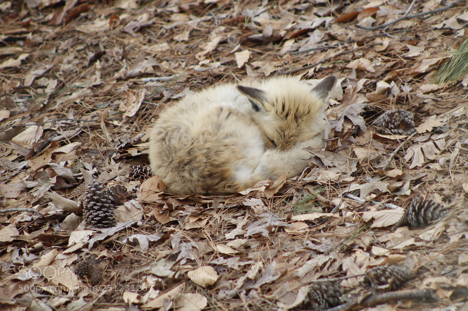 Canon EF 75-300mm f/4-5.6 sample photo. Sleeping fox photography
