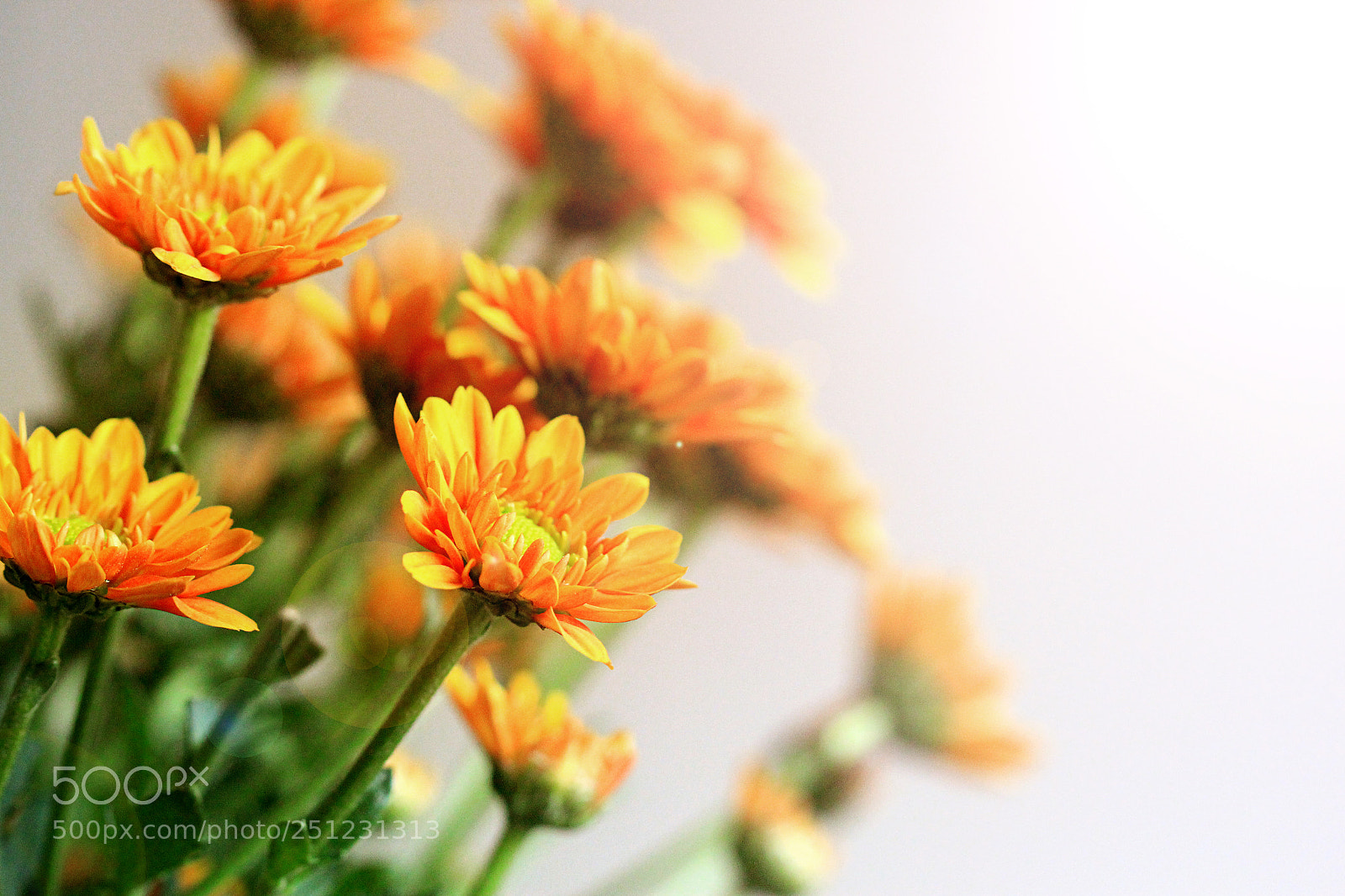Canon EOS 60D sample photo. Untitled photography