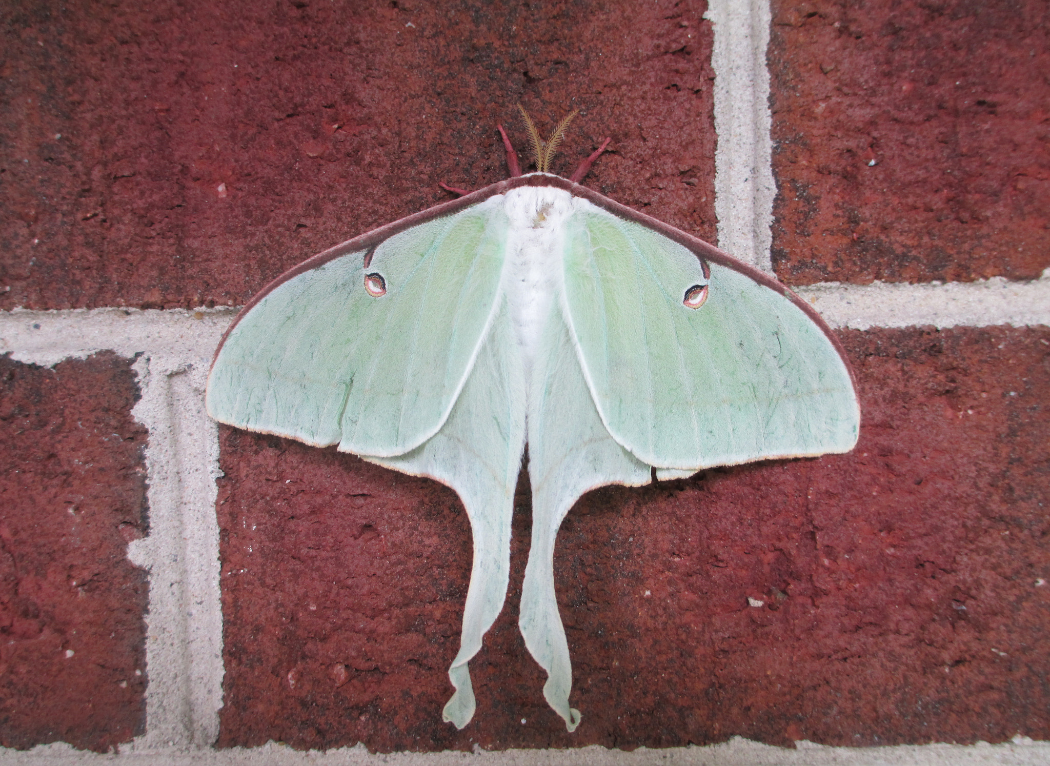 Canon PowerShot A4000 IS sample photo. Luna moth photography