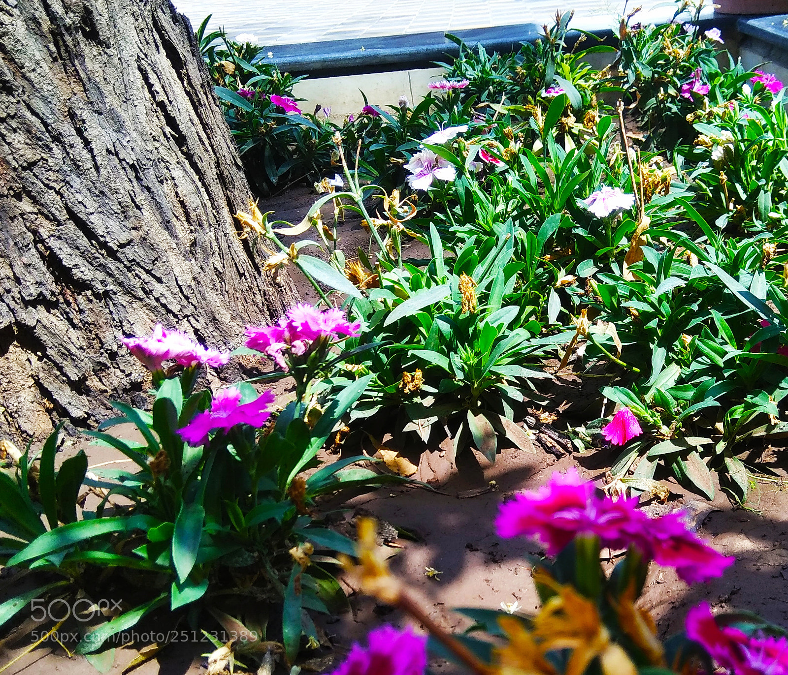 Xiaomi Redmi Note 4 sample photo. Untitled photography