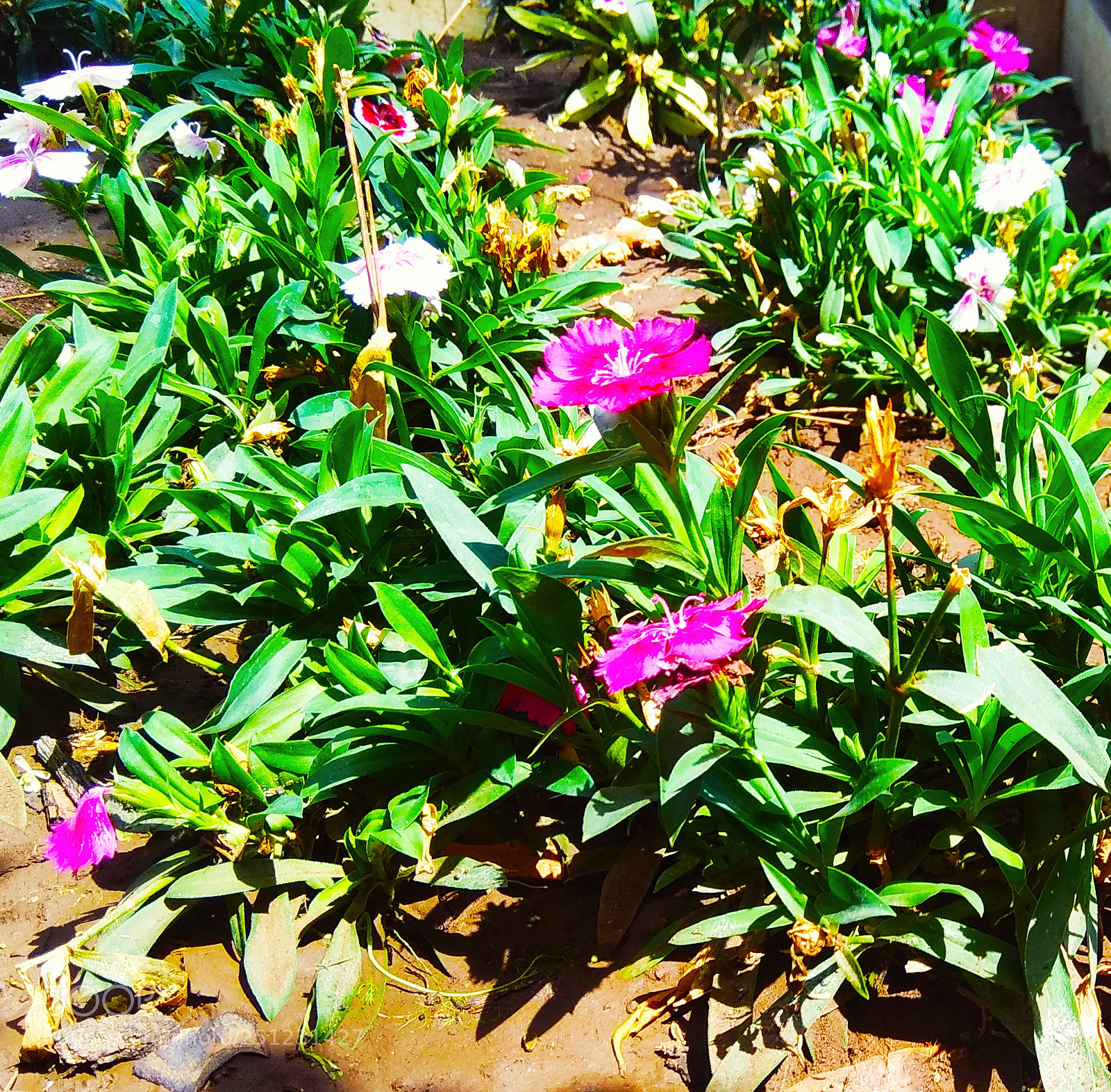 Xiaomi Redmi Note 4 sample photo. Untitled photography