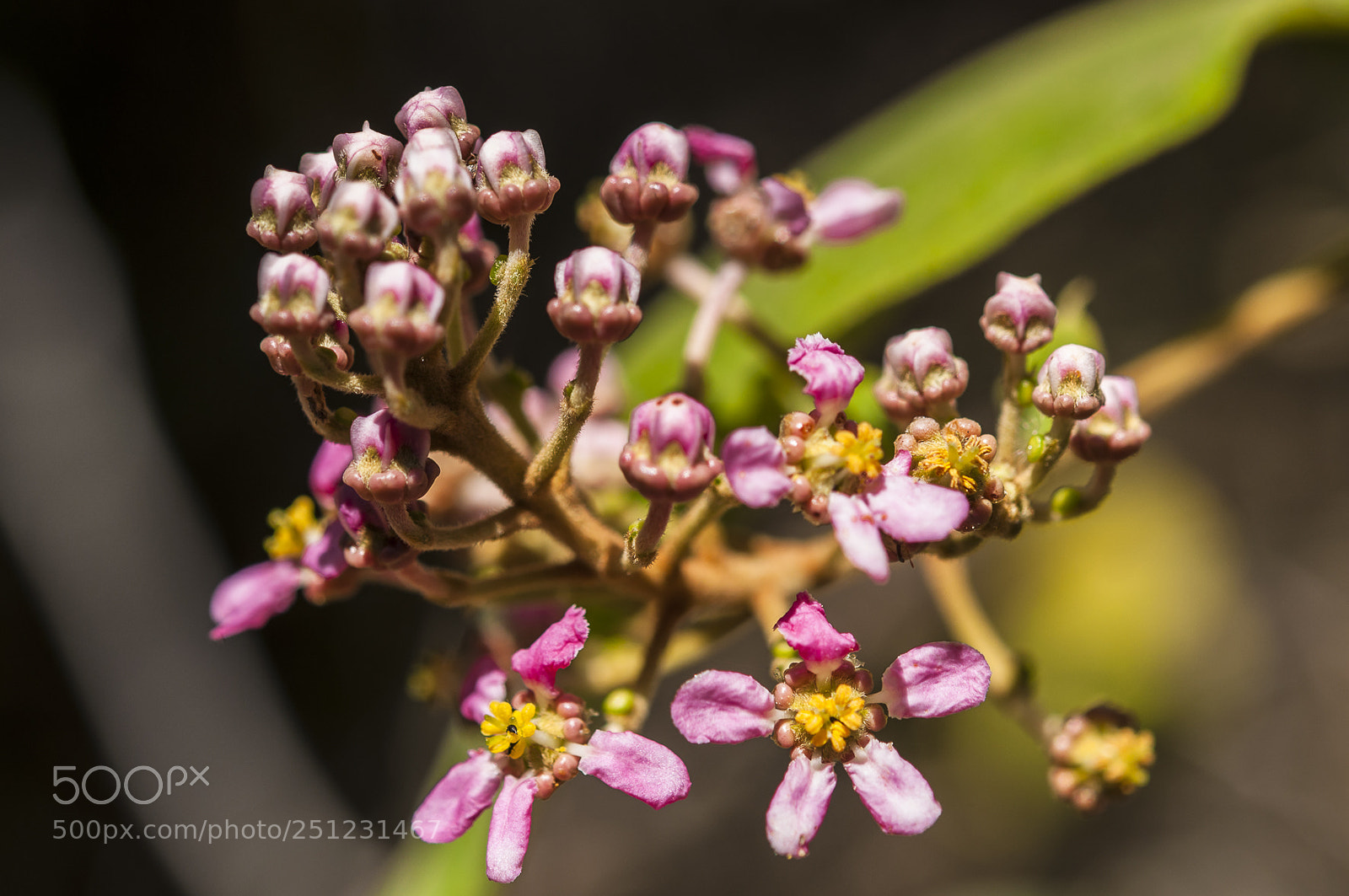 Nikon D90 sample photo. Flores do cerrado photography
