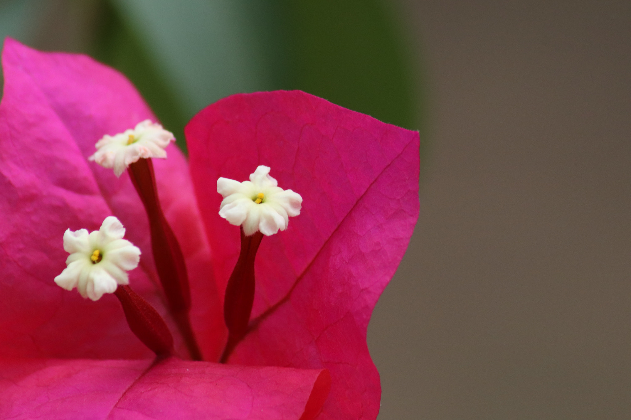 Canon EOS 77D (EOS 9000D / EOS 770D) sample photo. Flor veranera photography