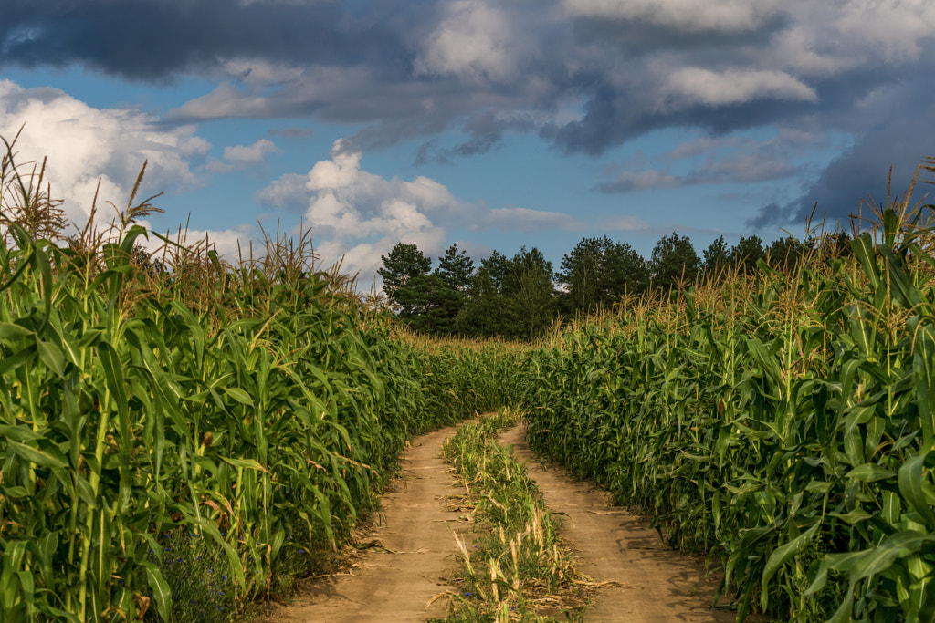 The road through corn field by Igor Sikorsky on 500px.com