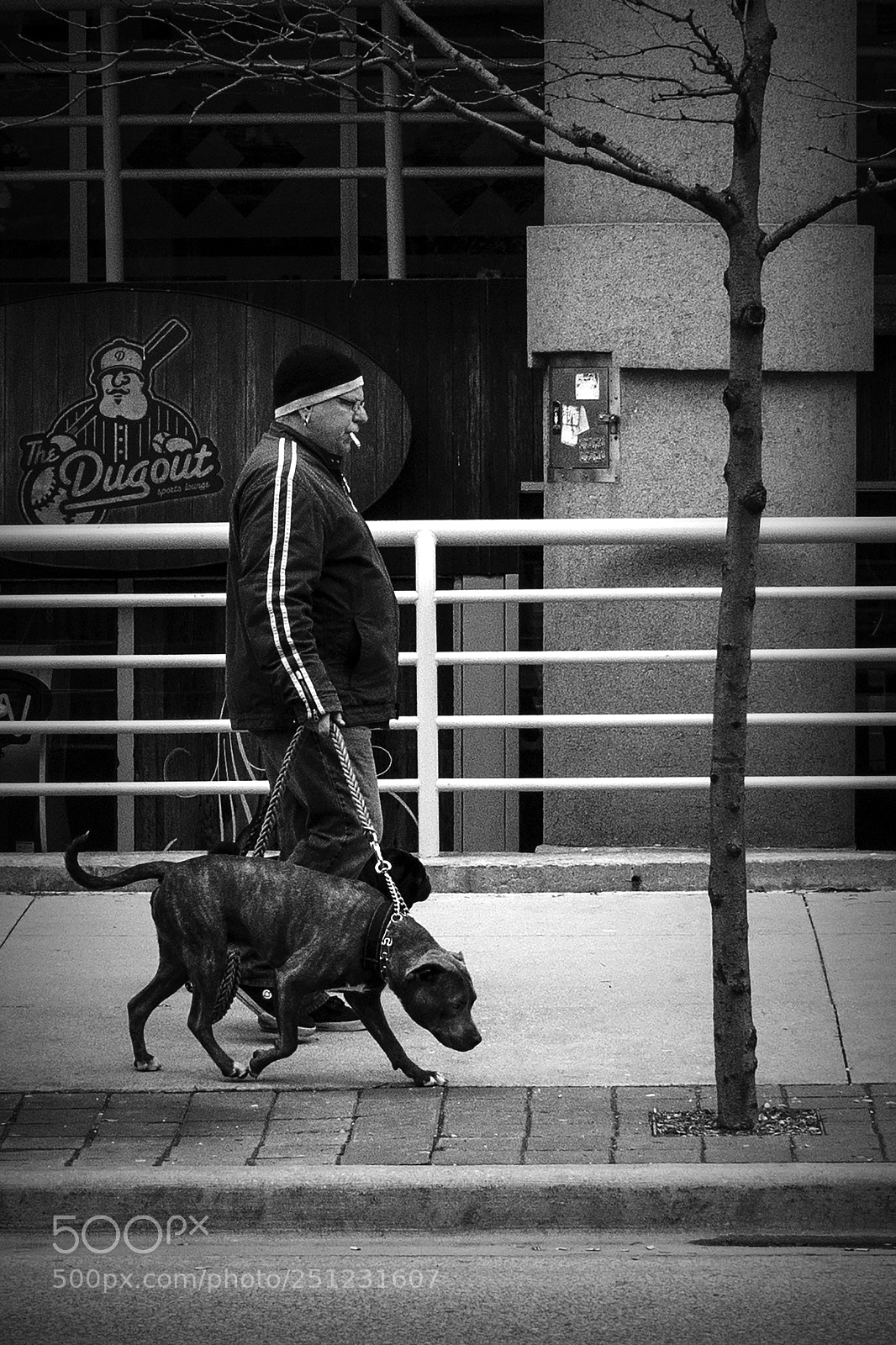 Nikon D500 sample photo. Dog walk and a photography