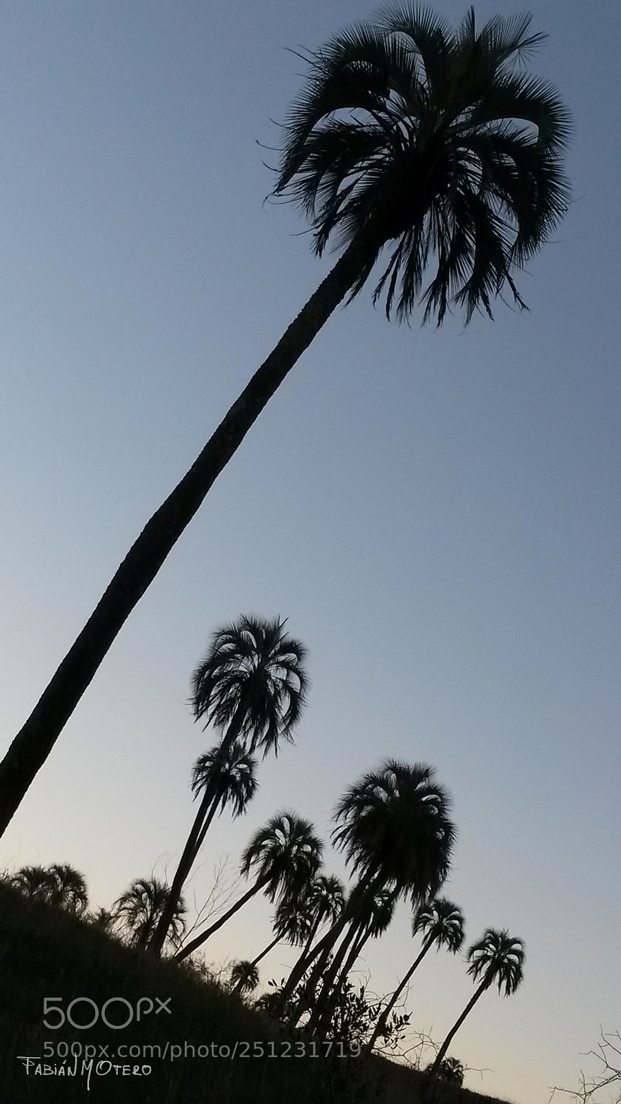 Samsung Galaxy S4 Mini sample photo. Palmares de col n photography