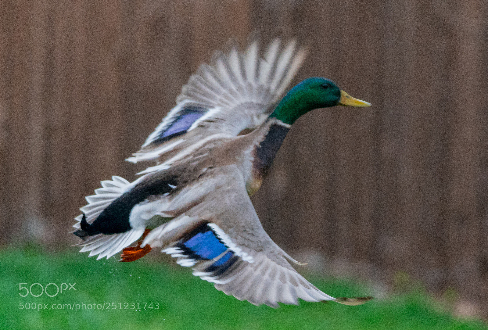 Sony a7R II sample photo. Close-up photography