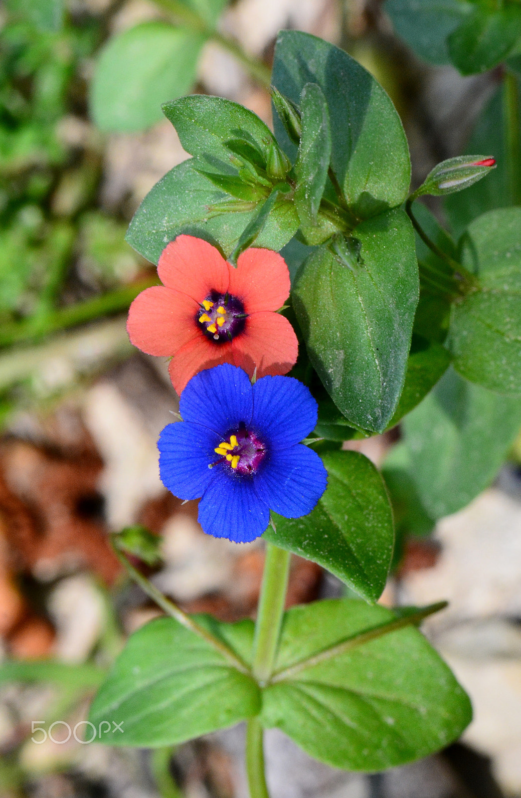 Nikon AF-S Micro-Nikkor 105mm F2.8G IF-ED VR sample photo