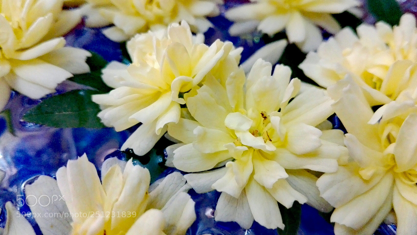 HUAWEI P8 Lite sample photo. *-* photography