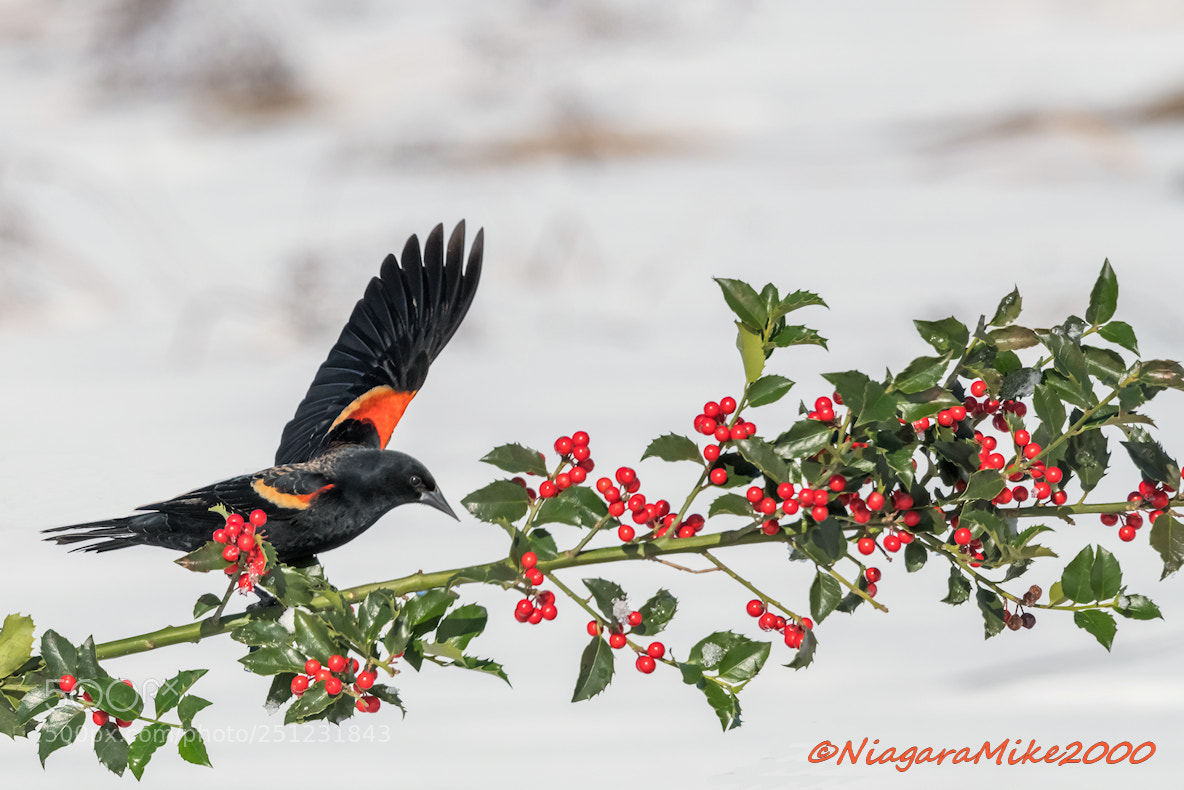 Nikon D850 sample photo. Red winged blackbird in photography