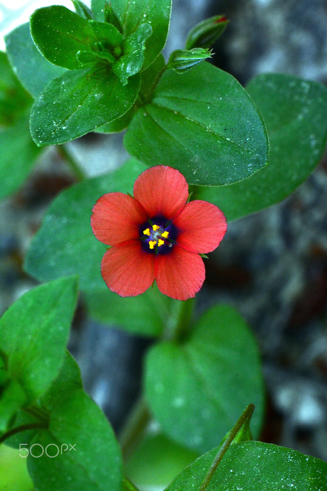Nikon AF-S Micro-Nikkor 105mm F2.8G IF-ED VR sample photo