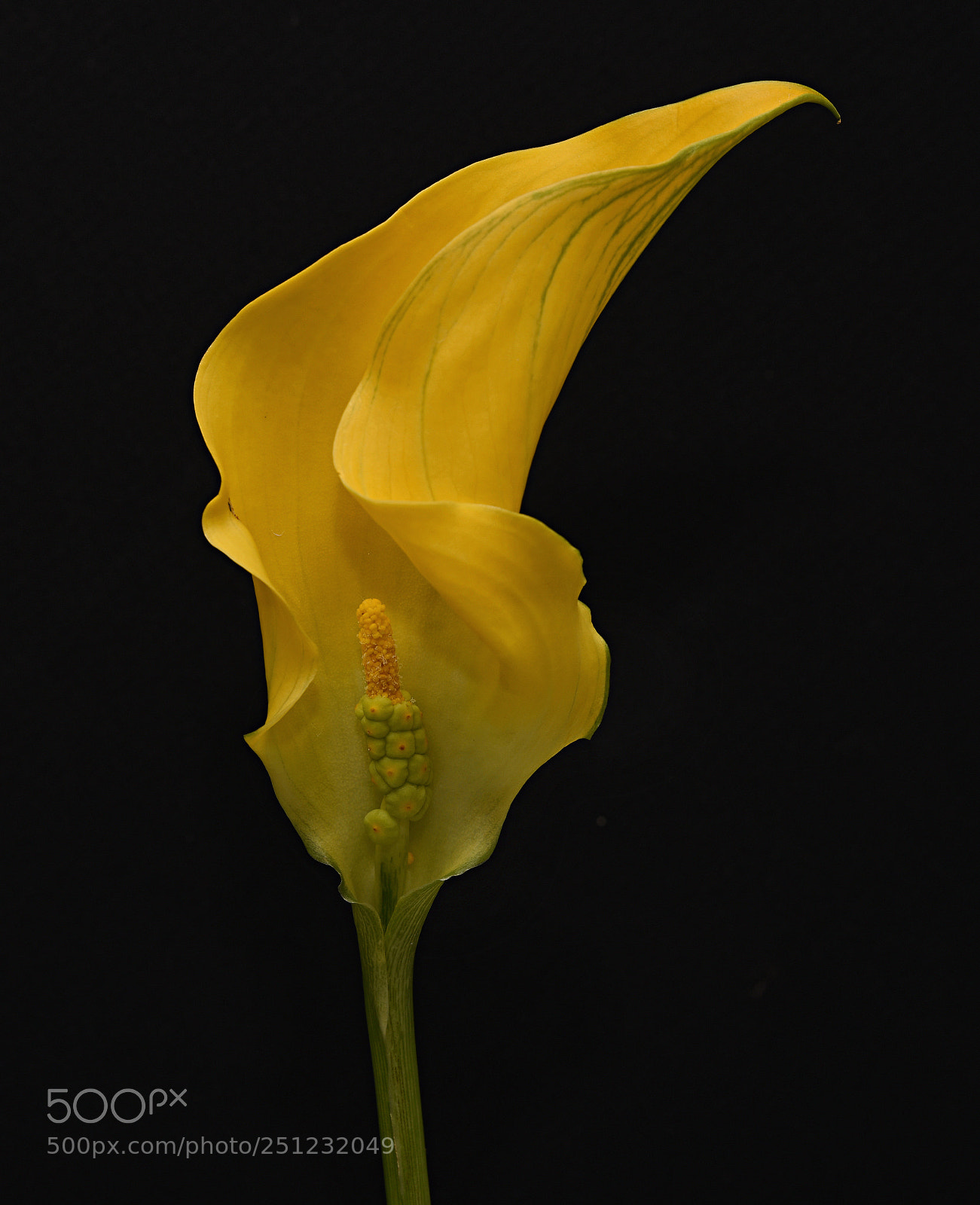 Nikon D810 sample photo. French calla lily photography
