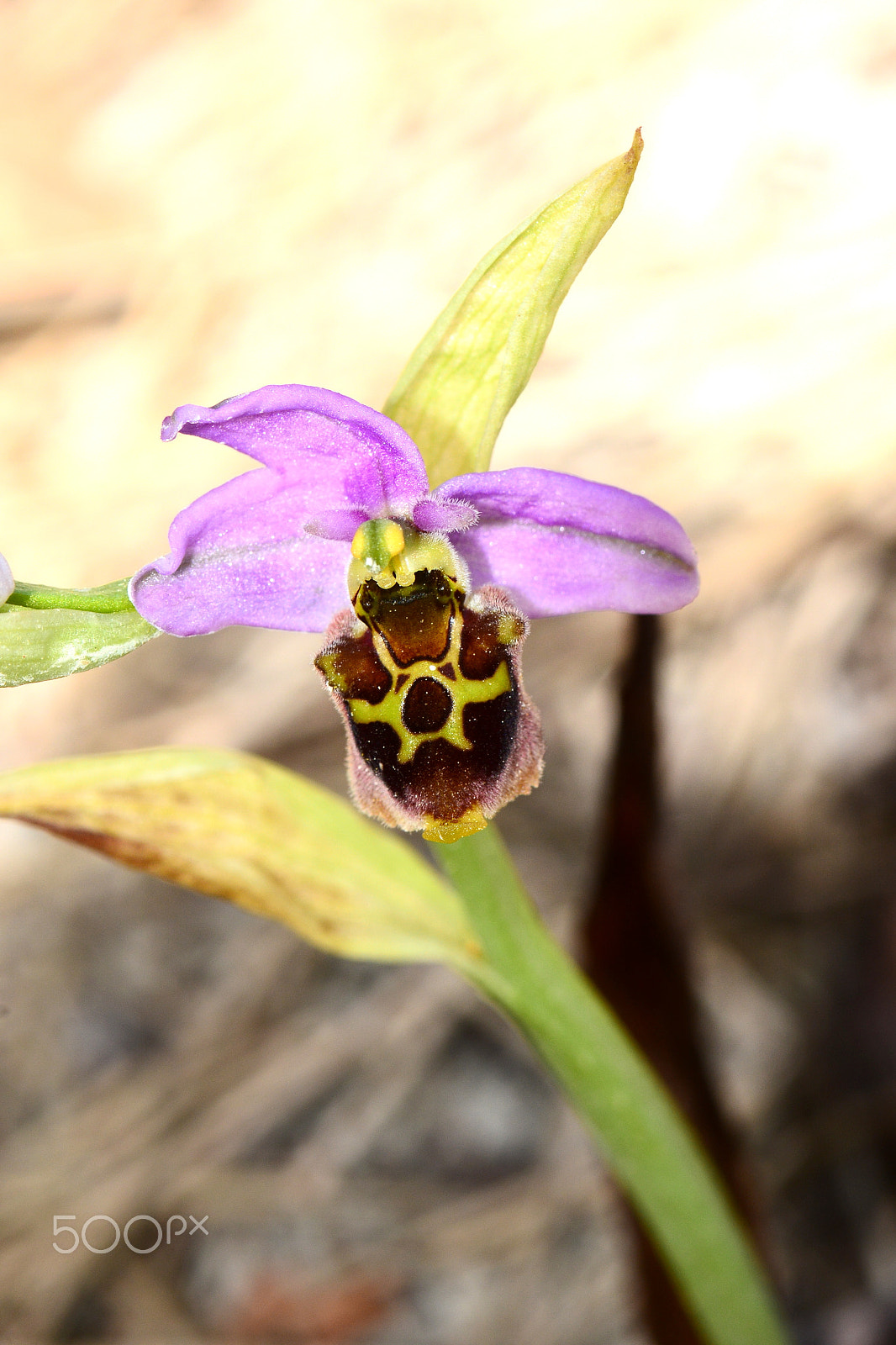 Nikon AF-S Micro-Nikkor 105mm F2.8G IF-ED VR sample photo