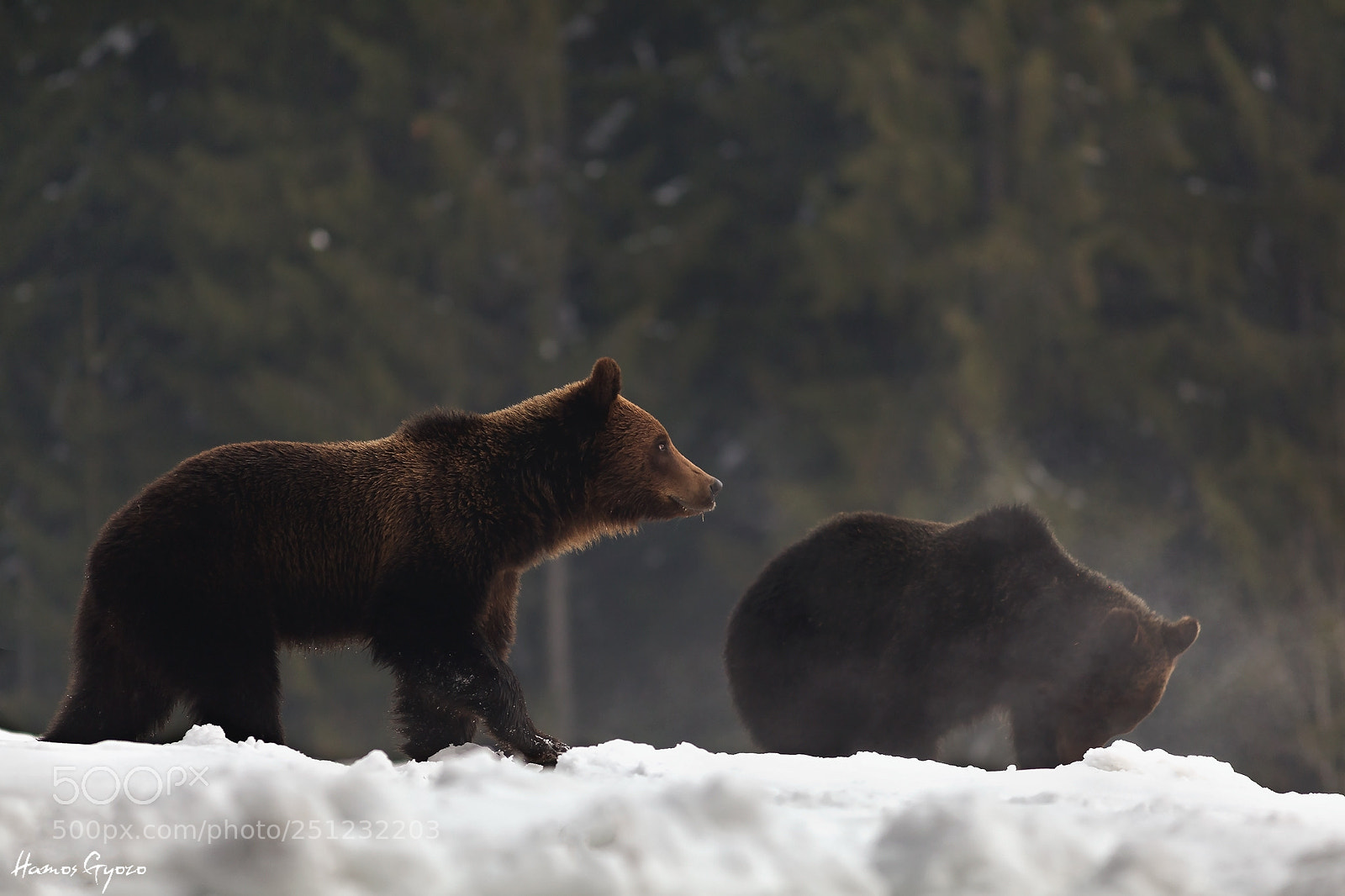 Canon EOS 5D Mark II sample photo. Bears photography