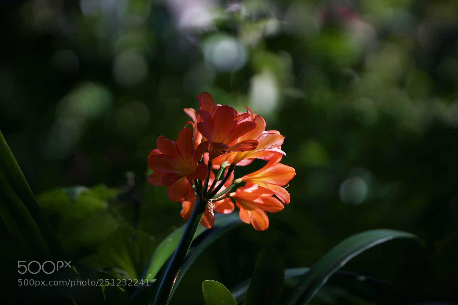 Sony a6000 sample photo. Backlight and bokeh photography